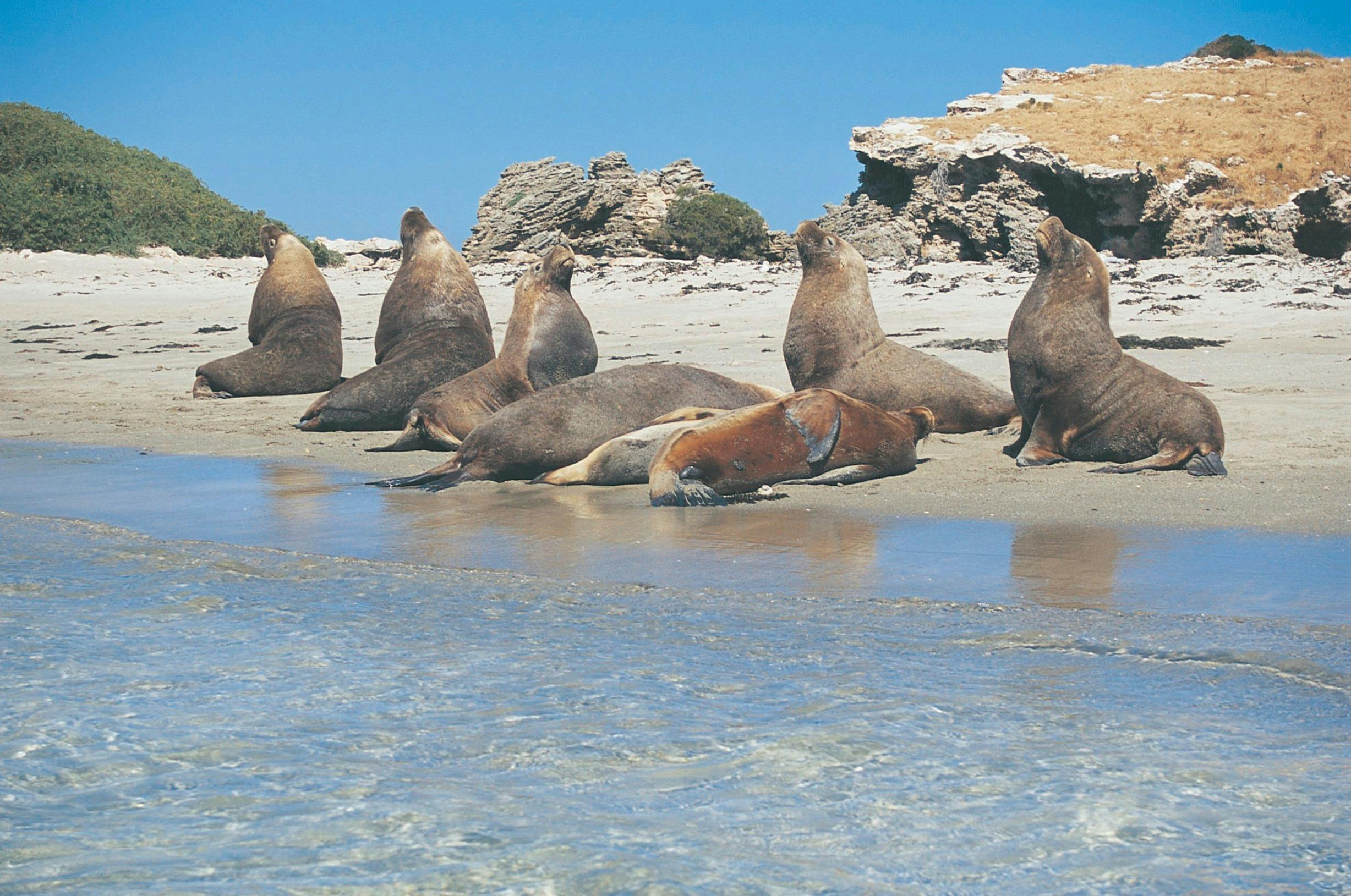 Australian Sea Lions, Shoalwater Islands Marine Park, Western Australia
