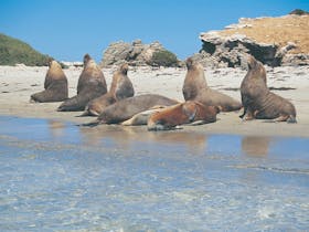 Australian Sea Lions, Shoalwater Islands Marine Park, Western Australia