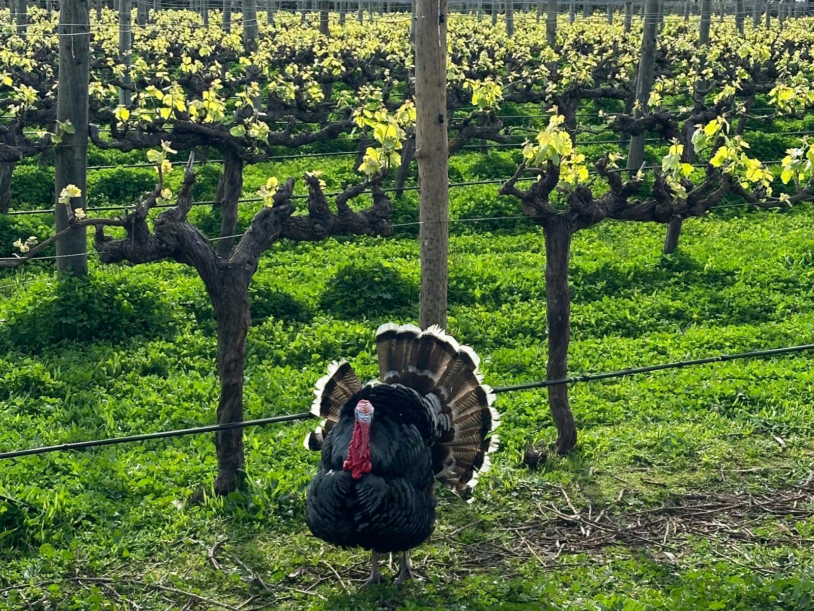 Free-ranging turkeys rate Whitefeather Red ten out of ten