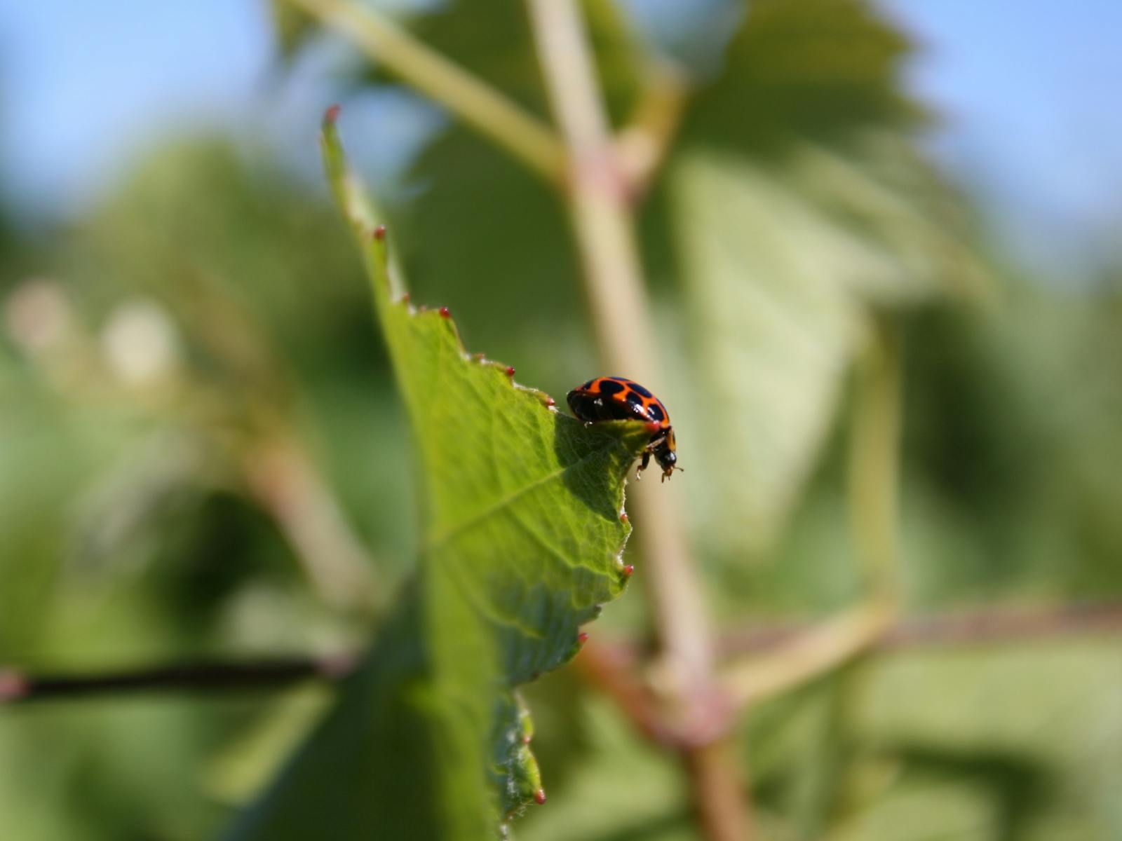 A ladybird in Vineyard 1 North