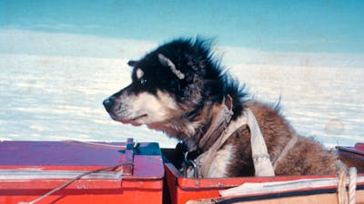 A dog sitting comfortably in a red box placed on a sled, with snow in background and blue sky.