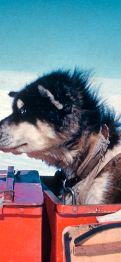 A dog sitting comfortably in a red box placed on a sled, with snow in background and blue sky.