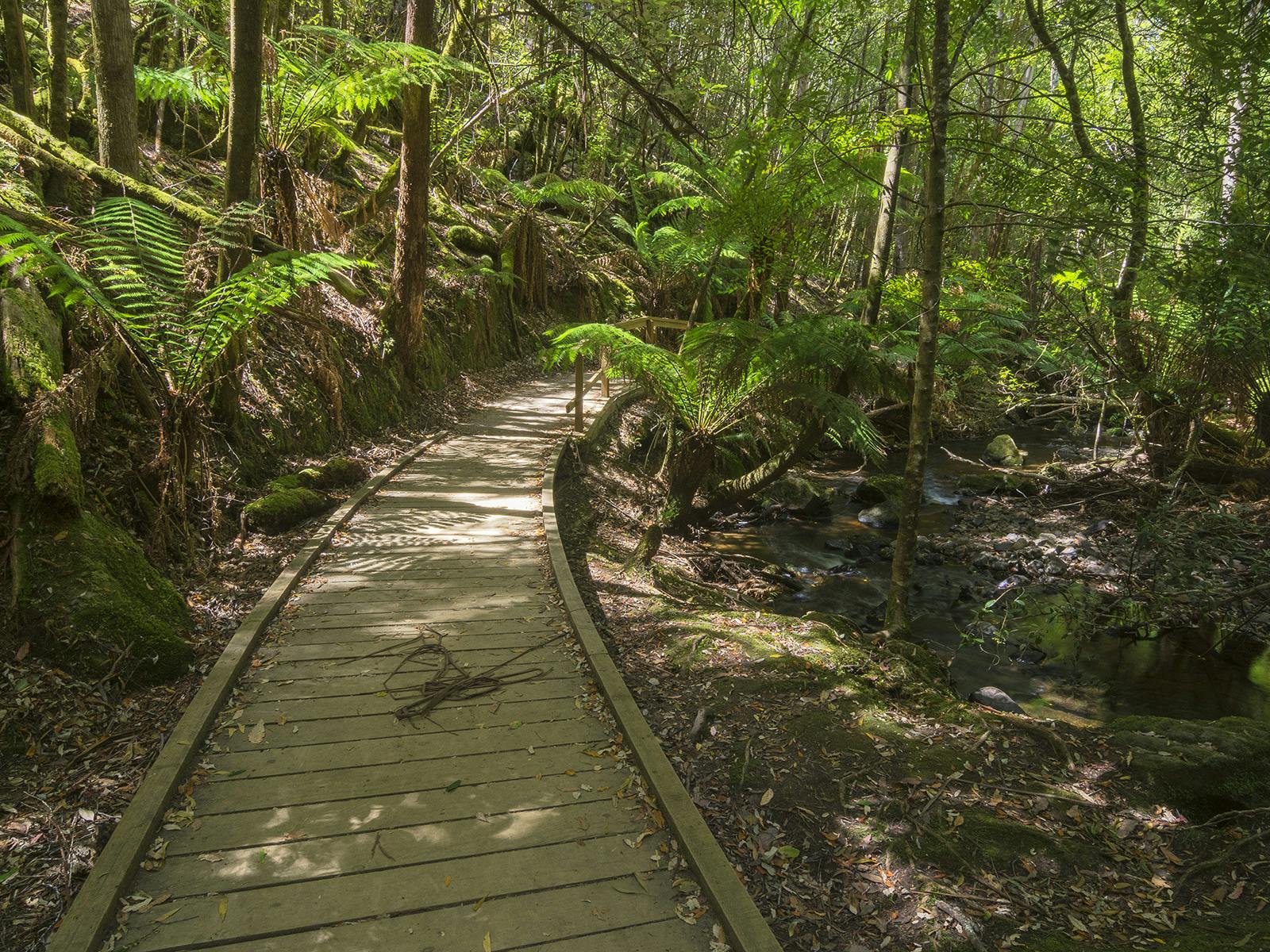 Beautiful forest walk at Mt Field National Park