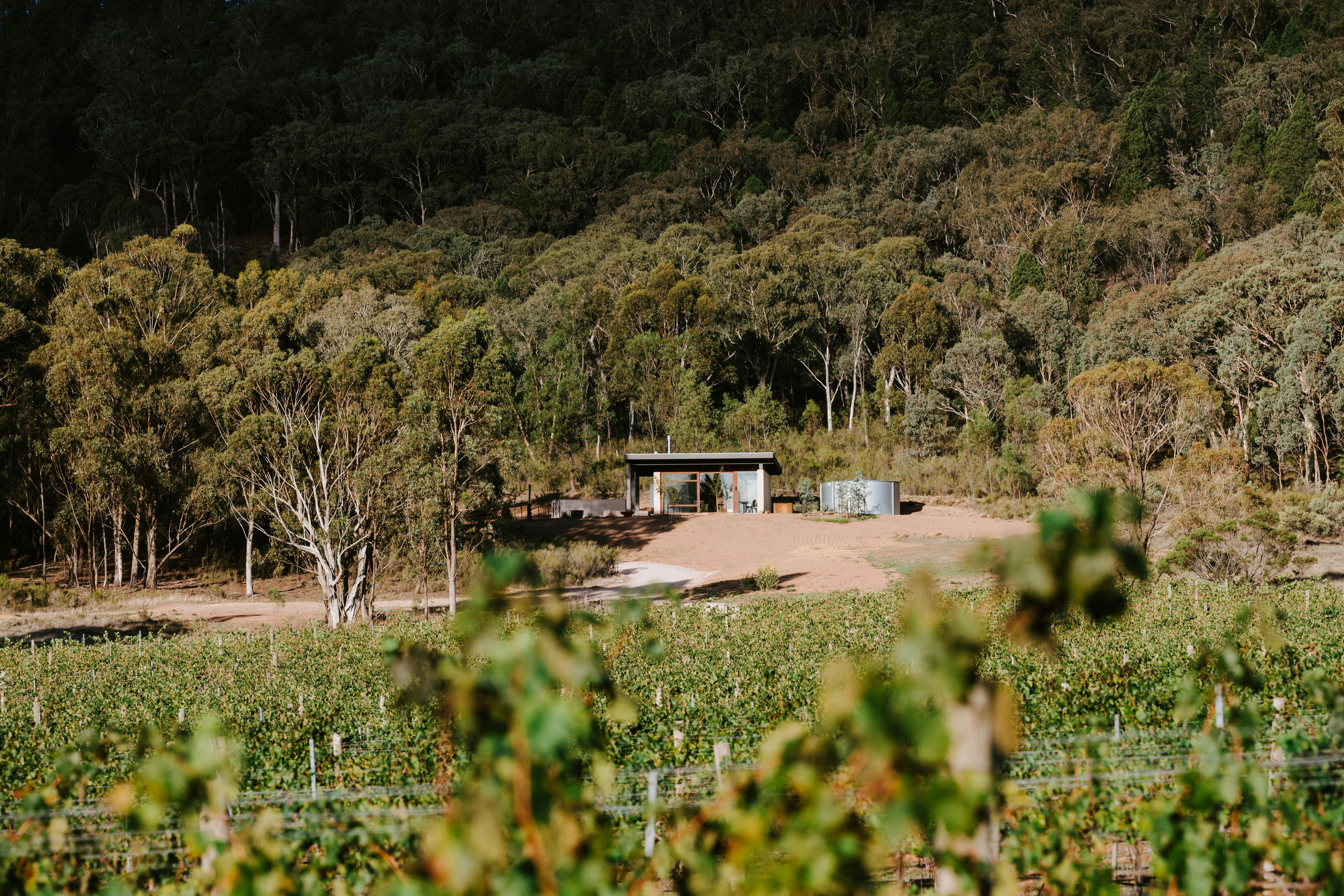 Sapling luxury accommodation on a vineyard