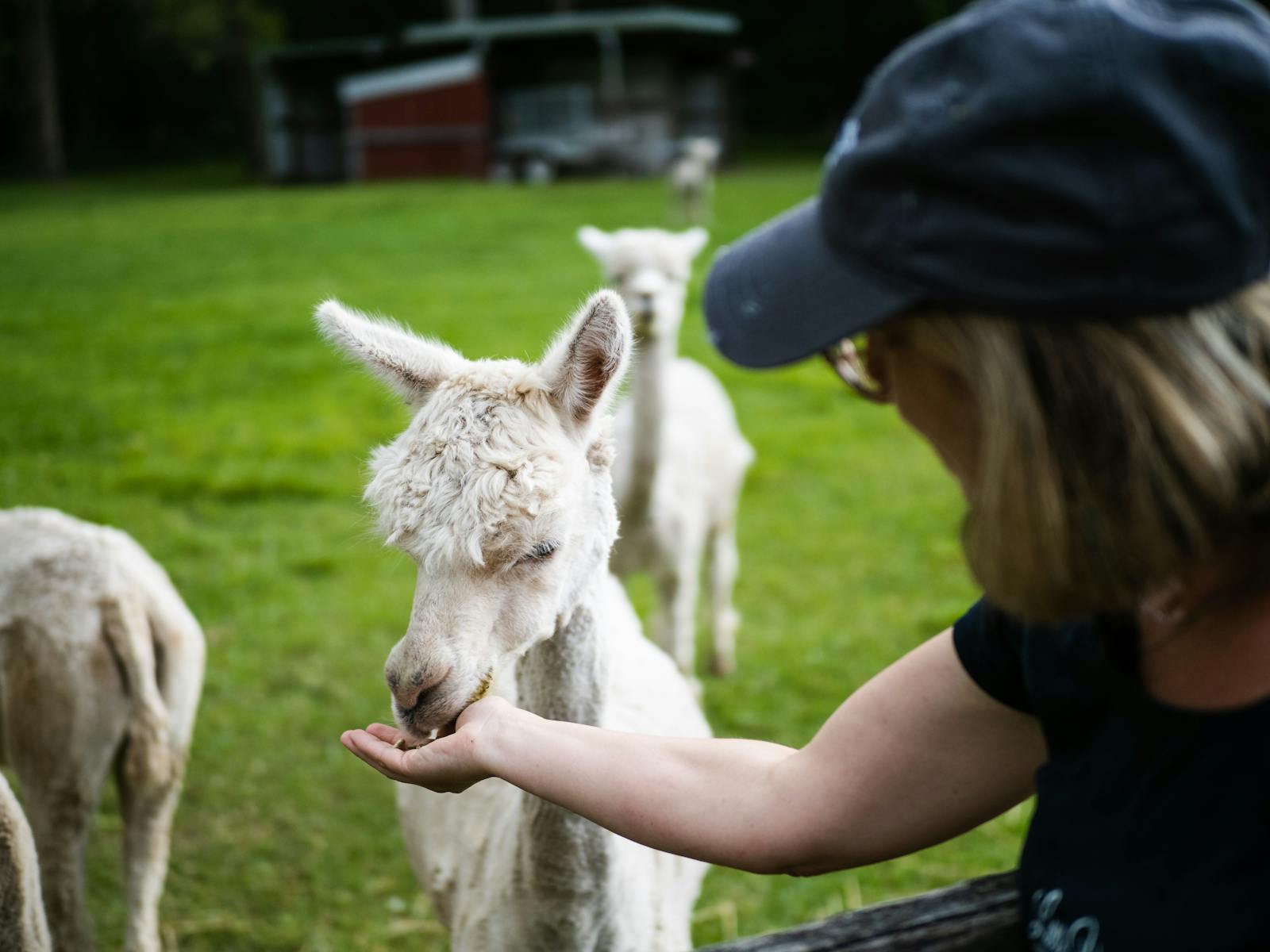 Image for Luxe Picnic with the Alpacas Little Valley Farm