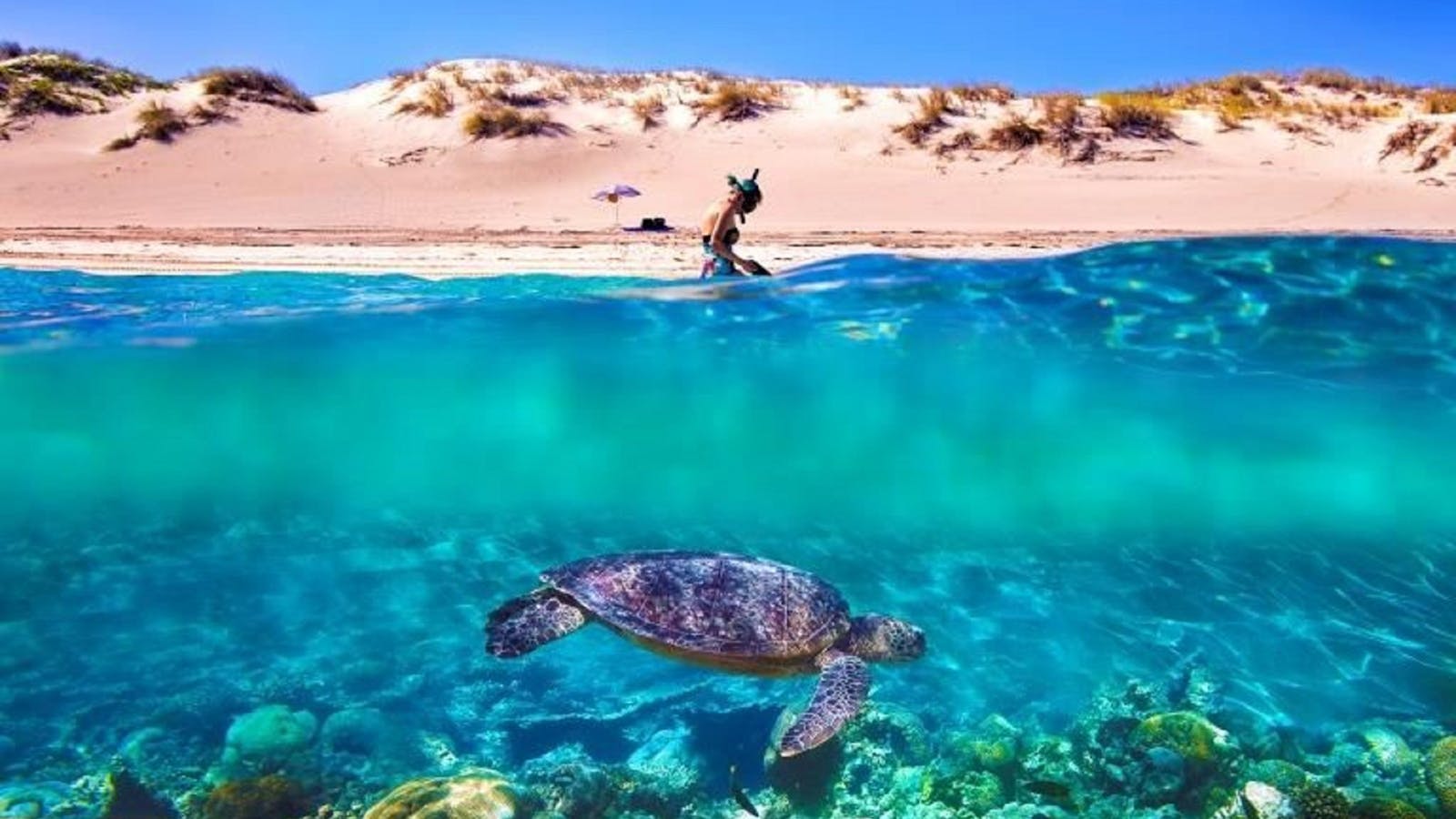 Snorkel the Ningaloo Reef