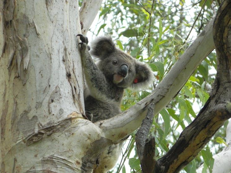 Koala released after being in hospital