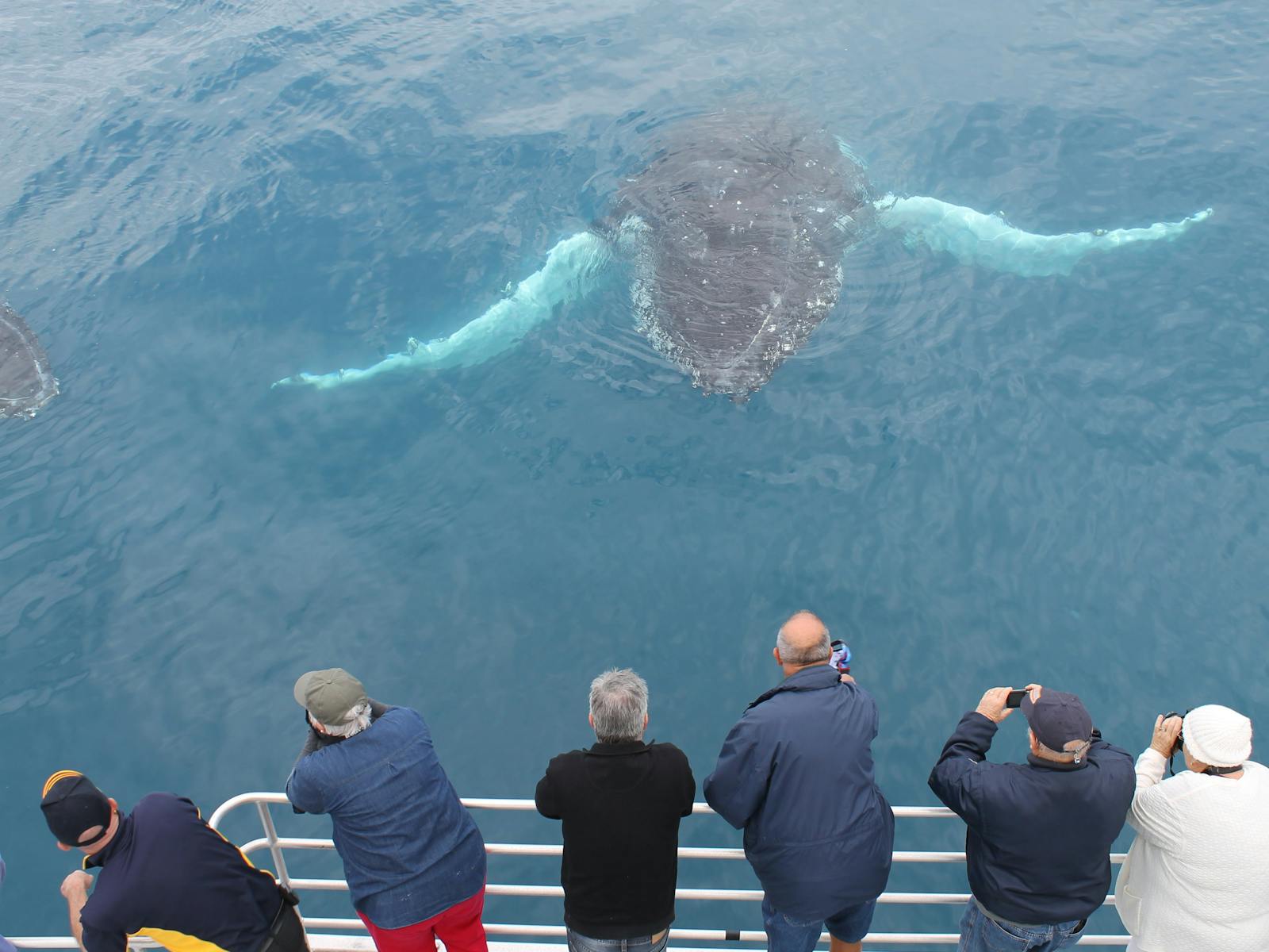 Spirit Of Hervey Bay Whale Watching Cruises