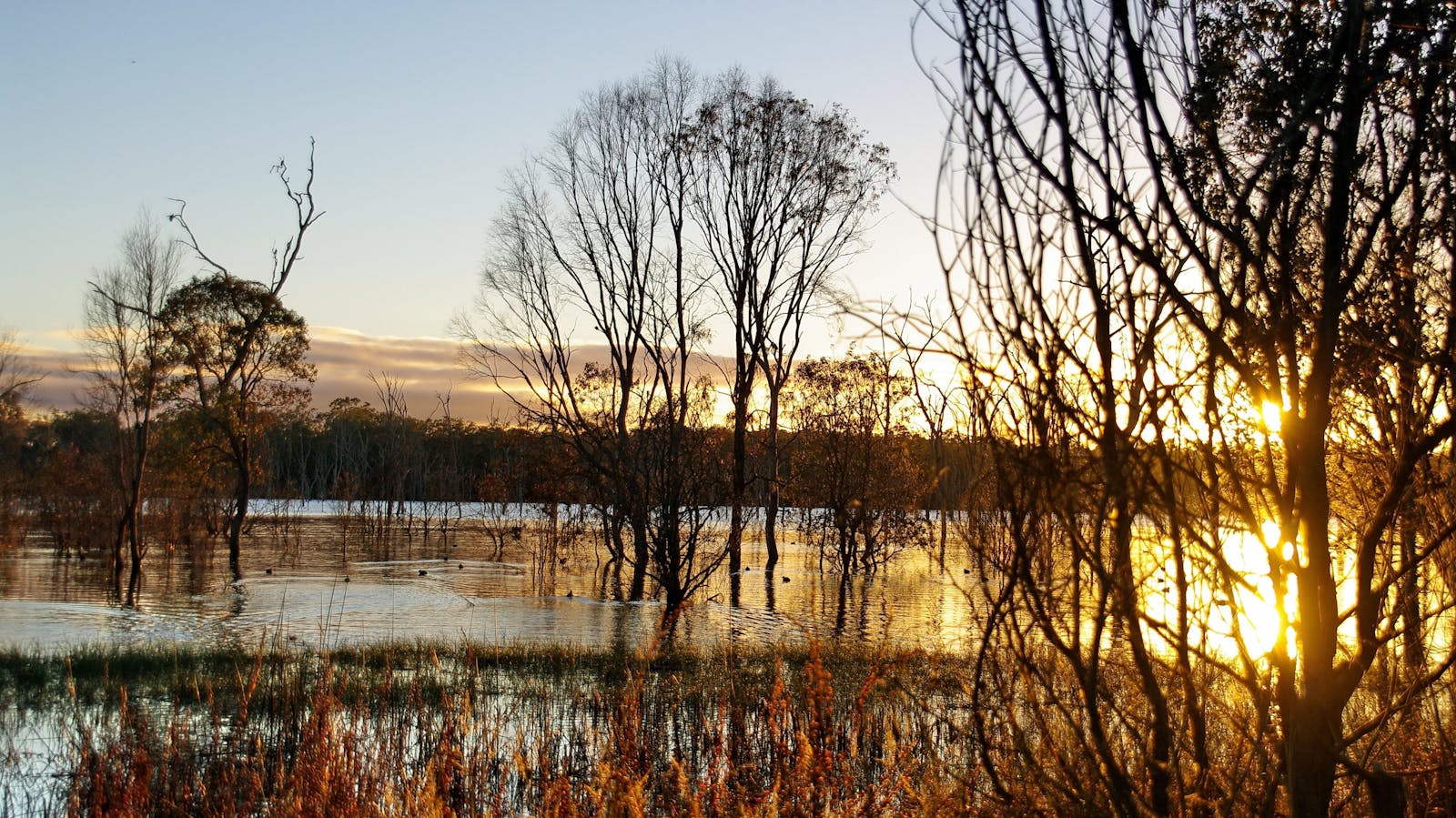 Wooroolin Wetland
