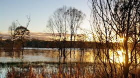 Wooroolin Wetland