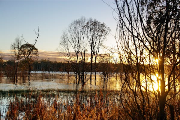 Wooroolin Wetland