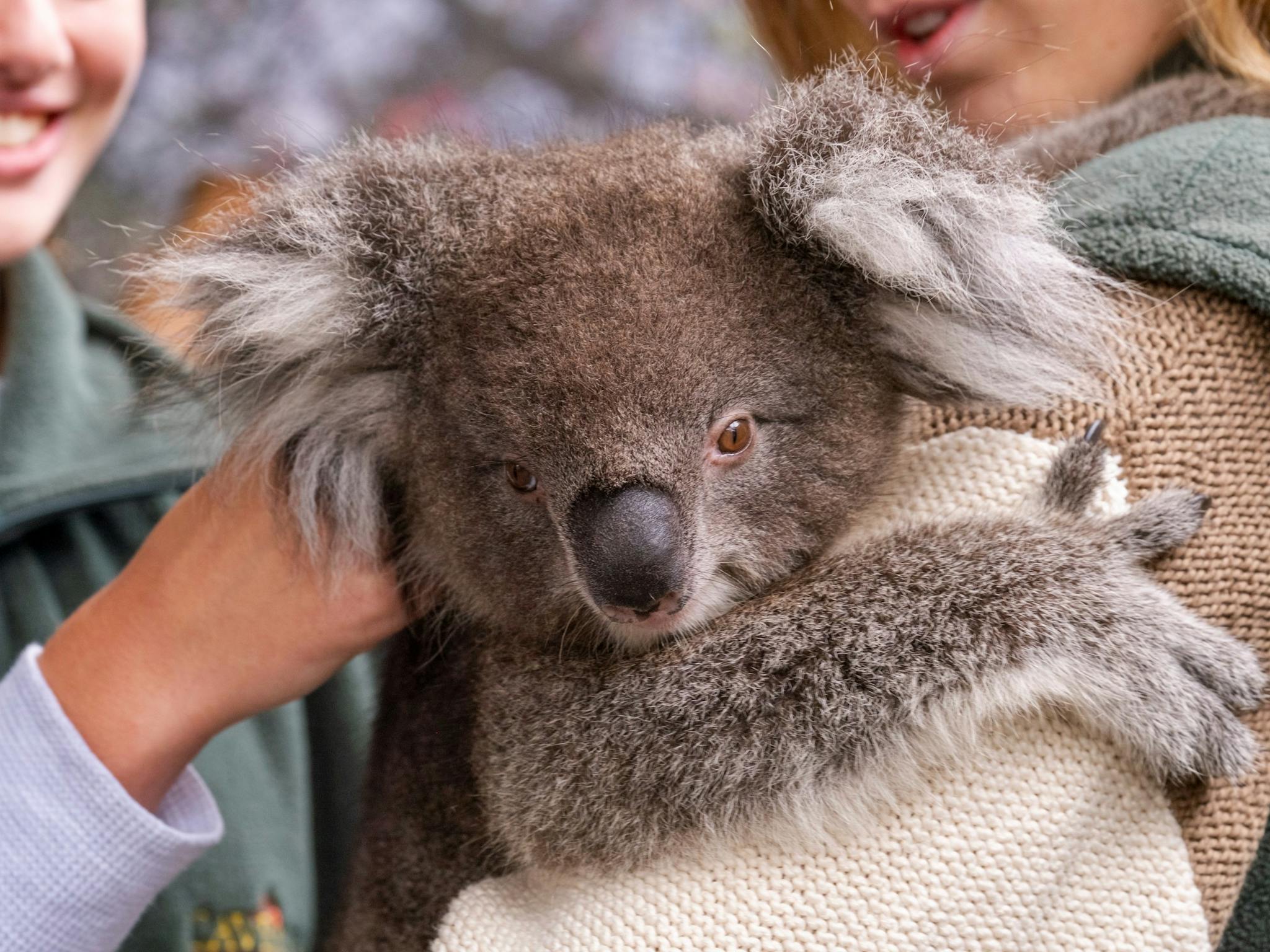 Koala Experience at Caversham Wildlife Park, Swan Valley