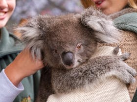 Koala Experience at Caversham Wildlife Park, Swan Valley