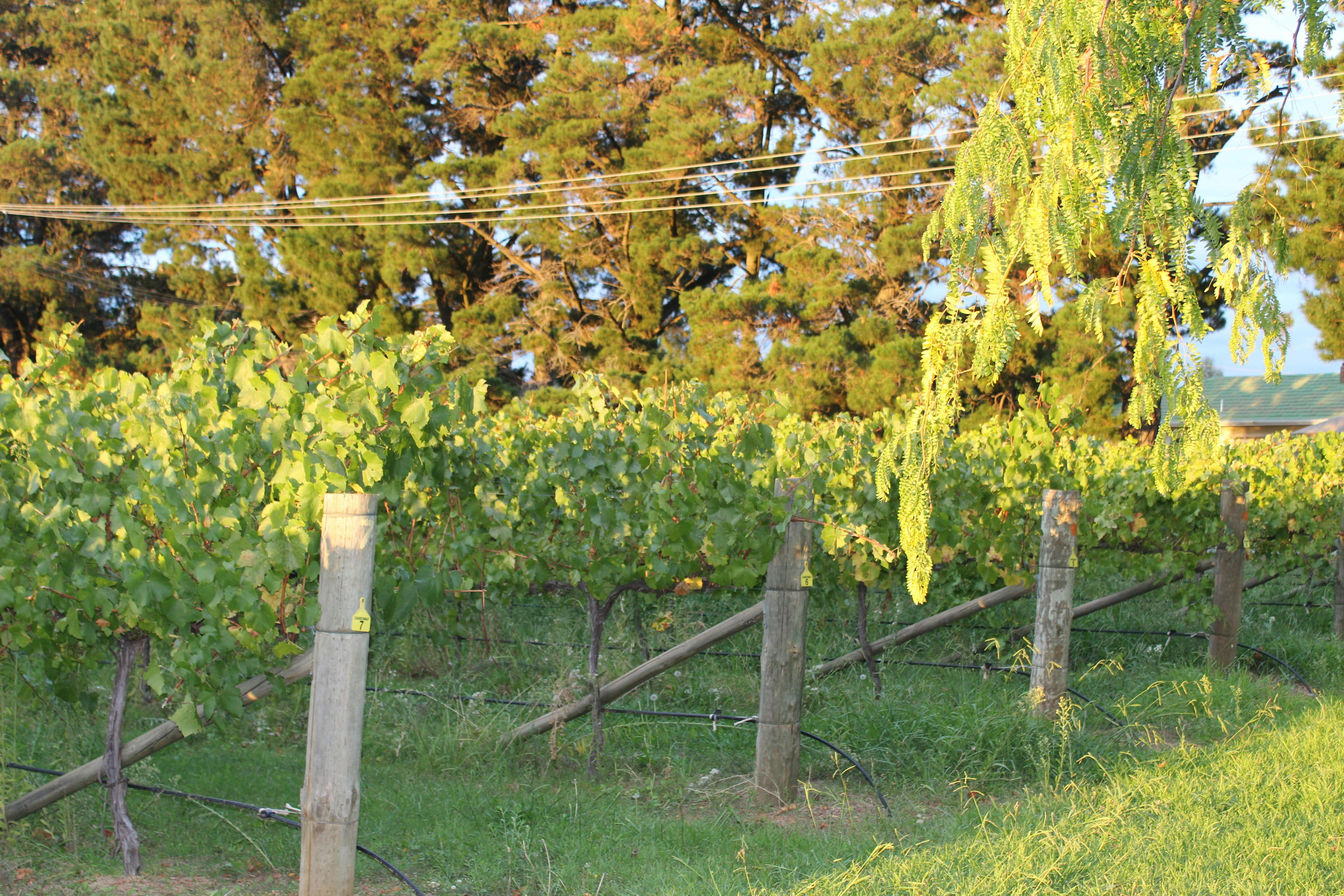 sun setting over vines at Orange Mountain Estate