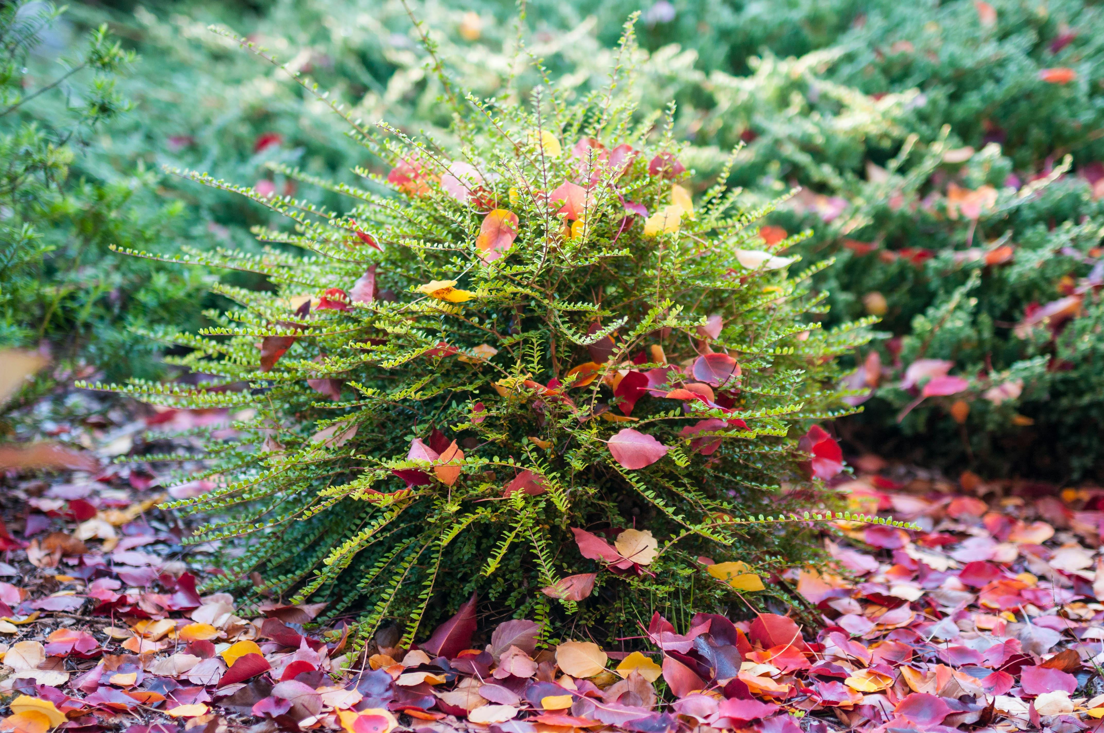 Autumn Shrub