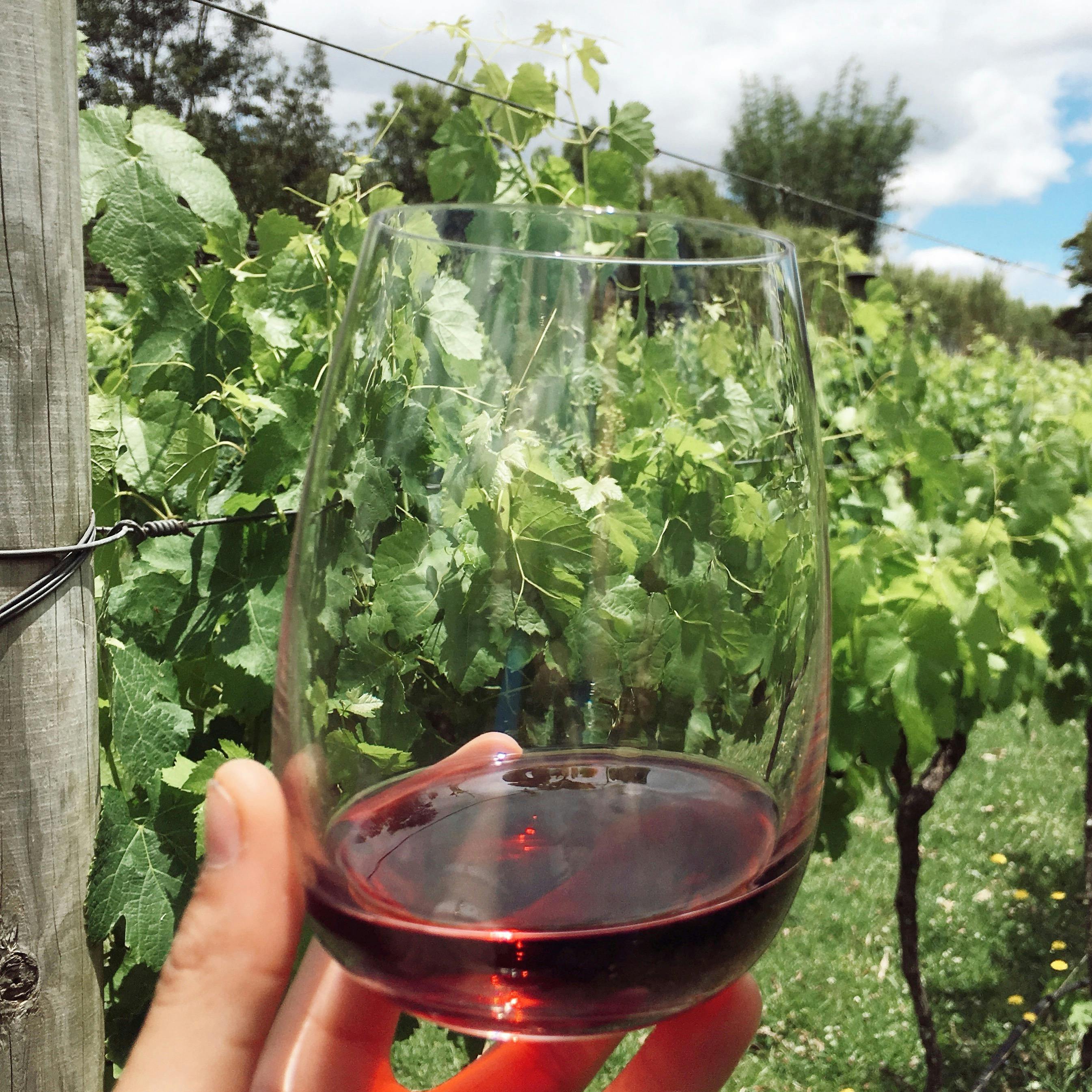 A huge variety of wine tasting