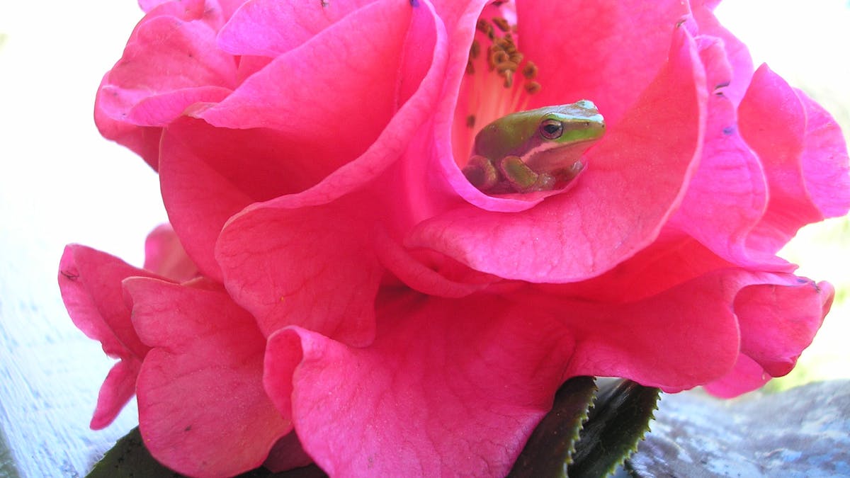 Frog in rose
