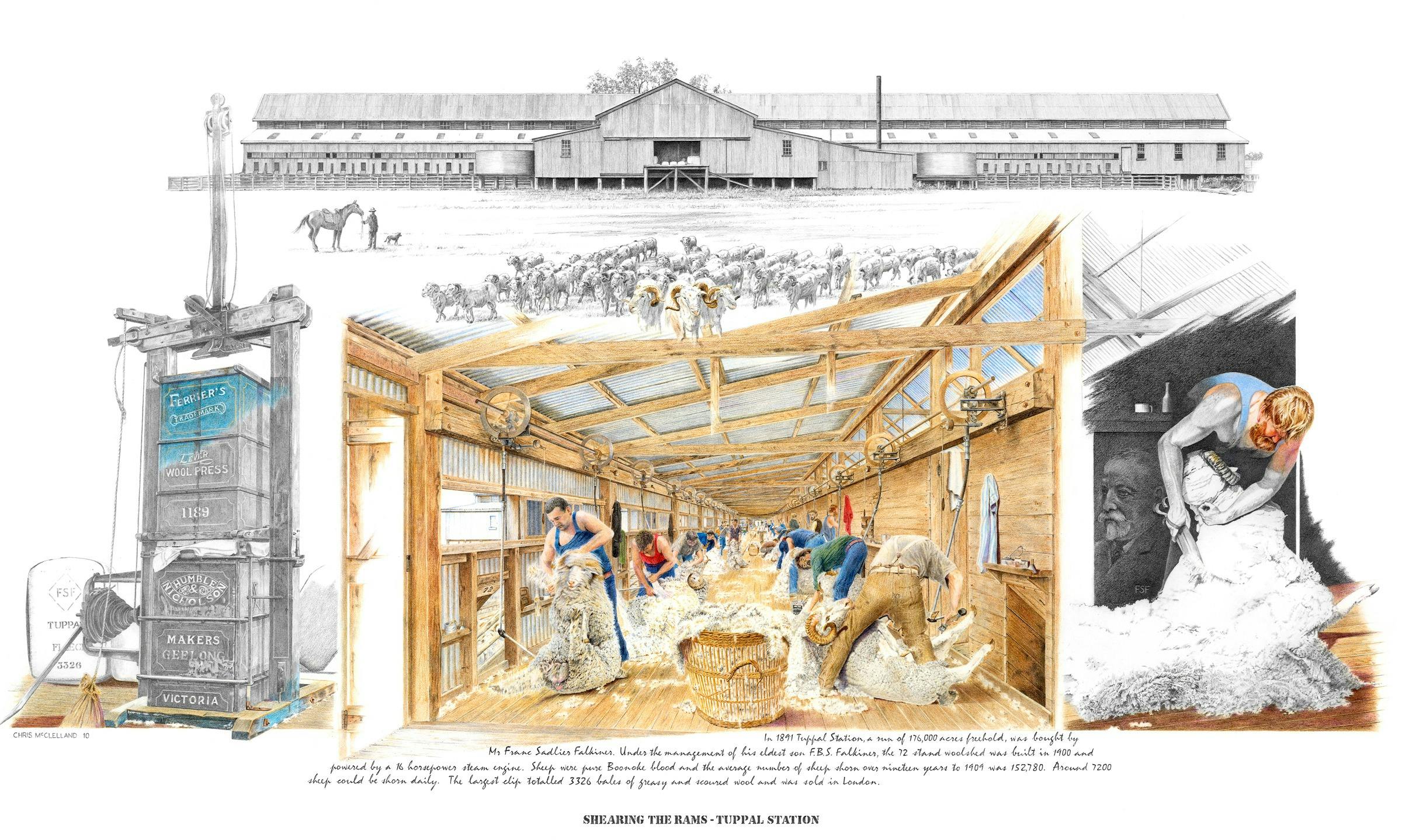 Chris drew 72 Blade Shearers shearing in the Tuppal woolshed