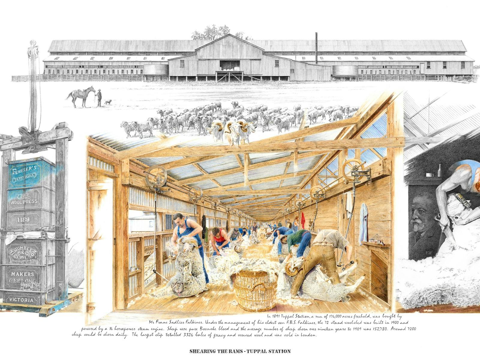 Chris drew 72 Blade Shearers shearing in the Tuppal woolshed