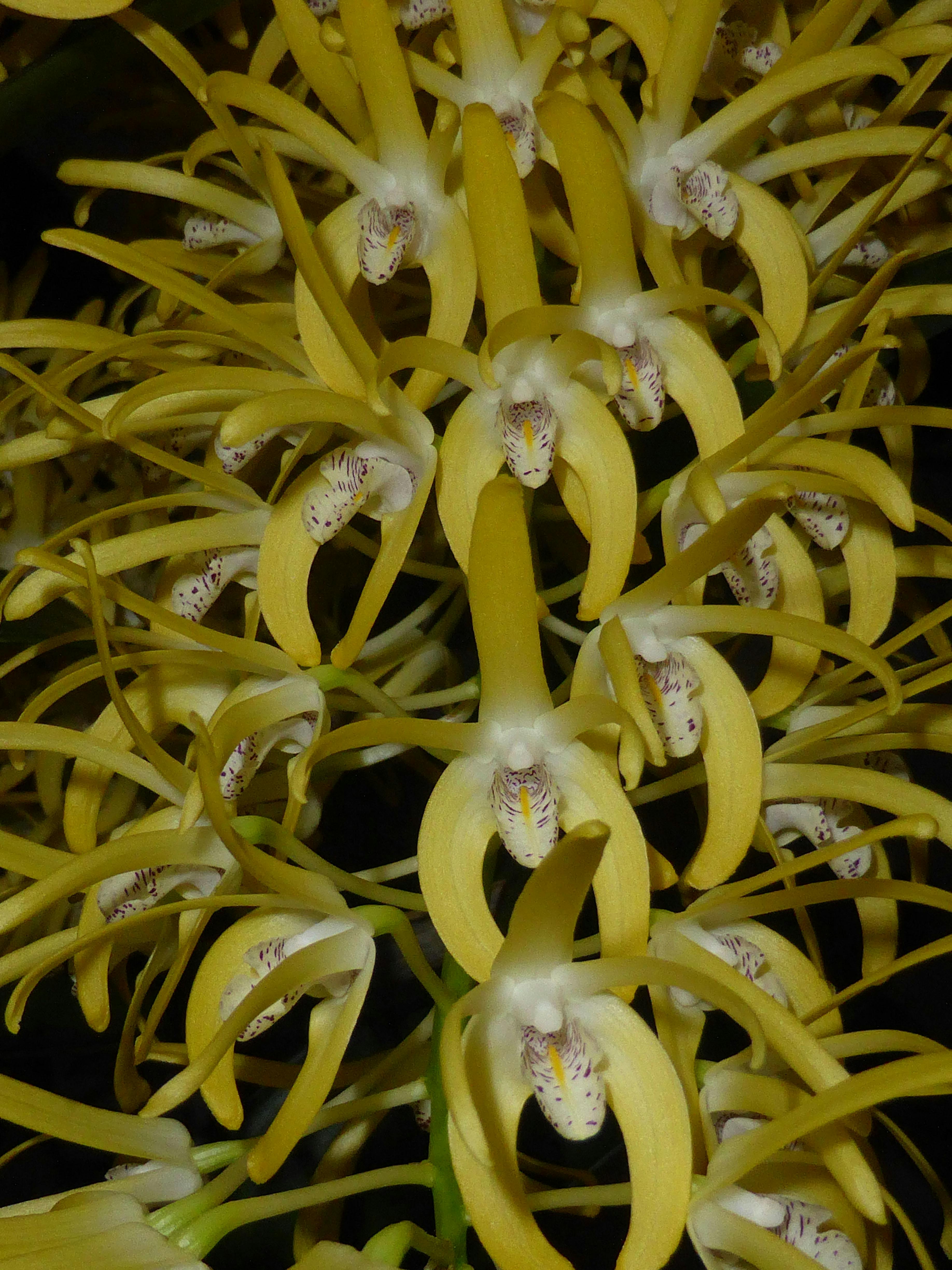 Den speciosum