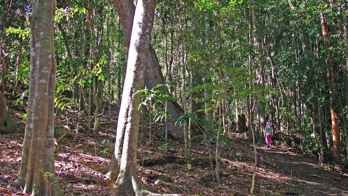 Palms National Park Palms National Park