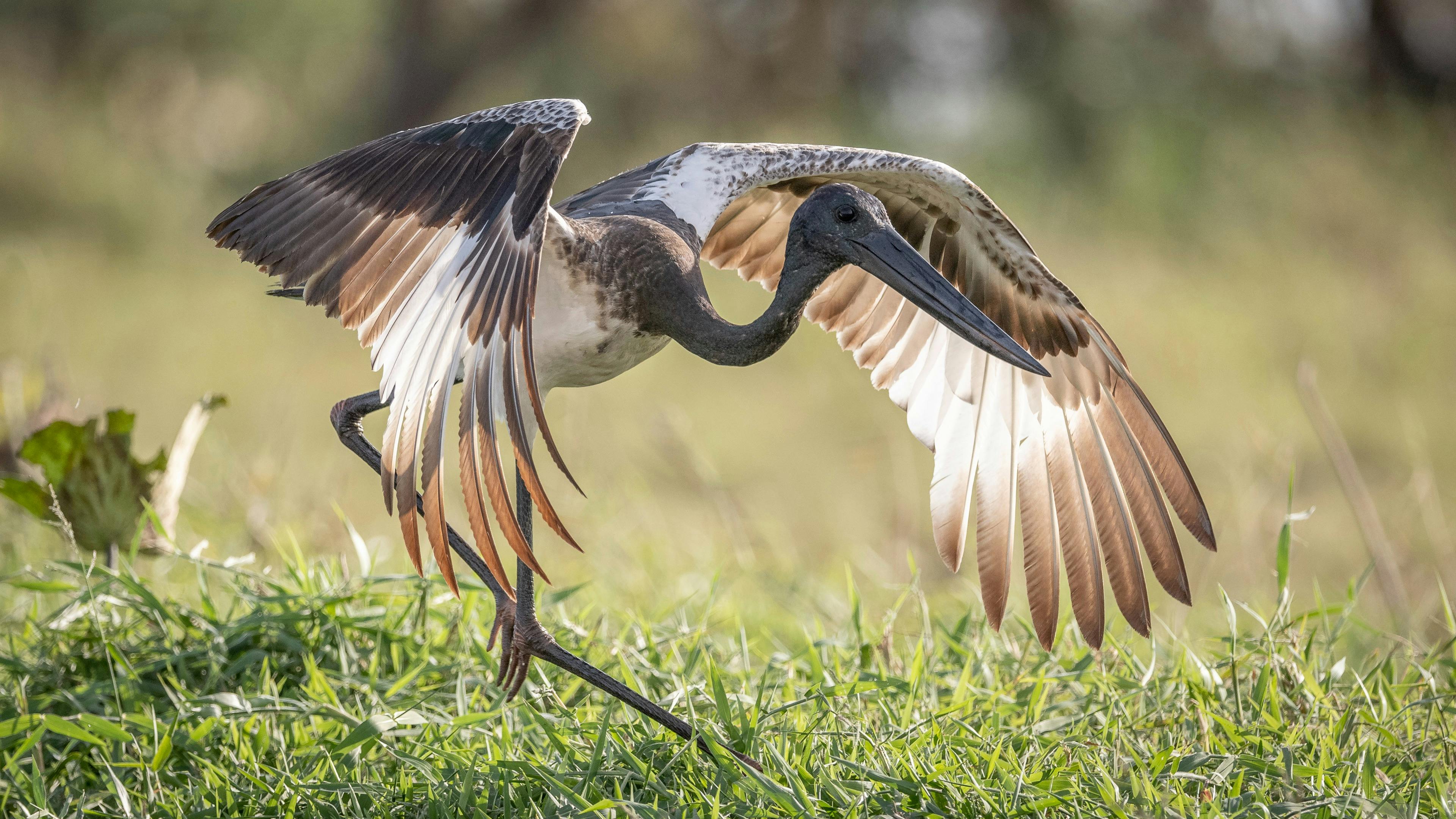 WILDFOTO Half Day Private Boat Safaris