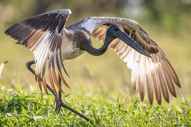 WILDFOTO Half Day Private Boat Safaris