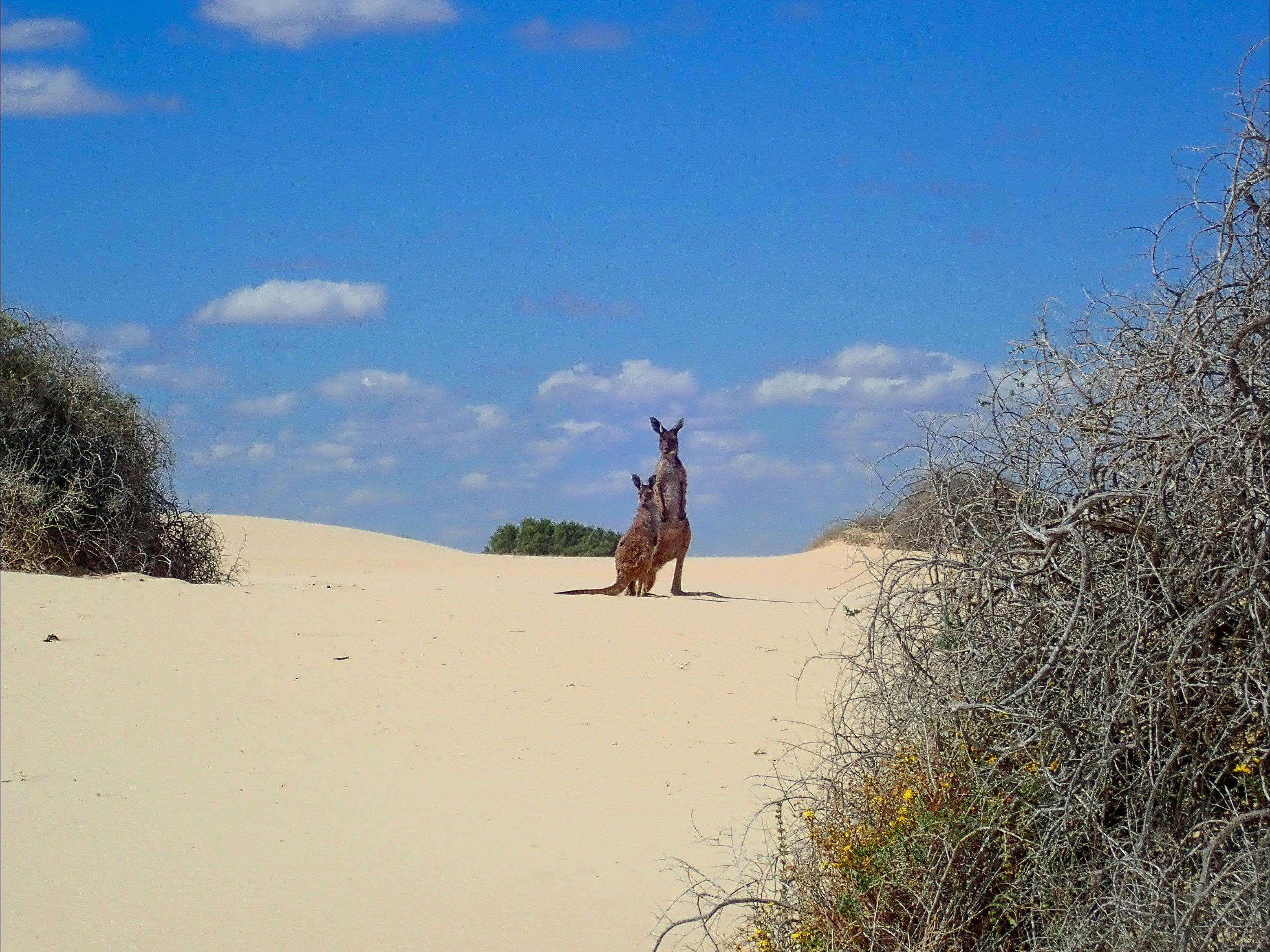 Mungo National Park Day Tour from Balranald