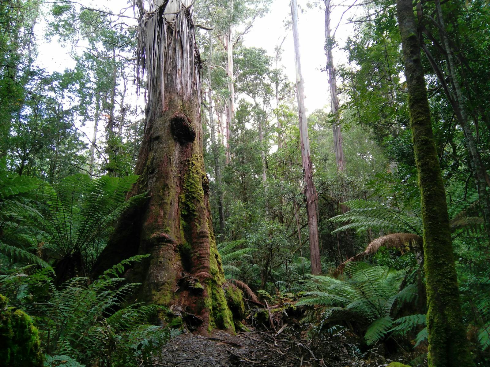 A giant Eucalyptus regnans rises from the rainforest showing distinctive hanging ribbons of bark
