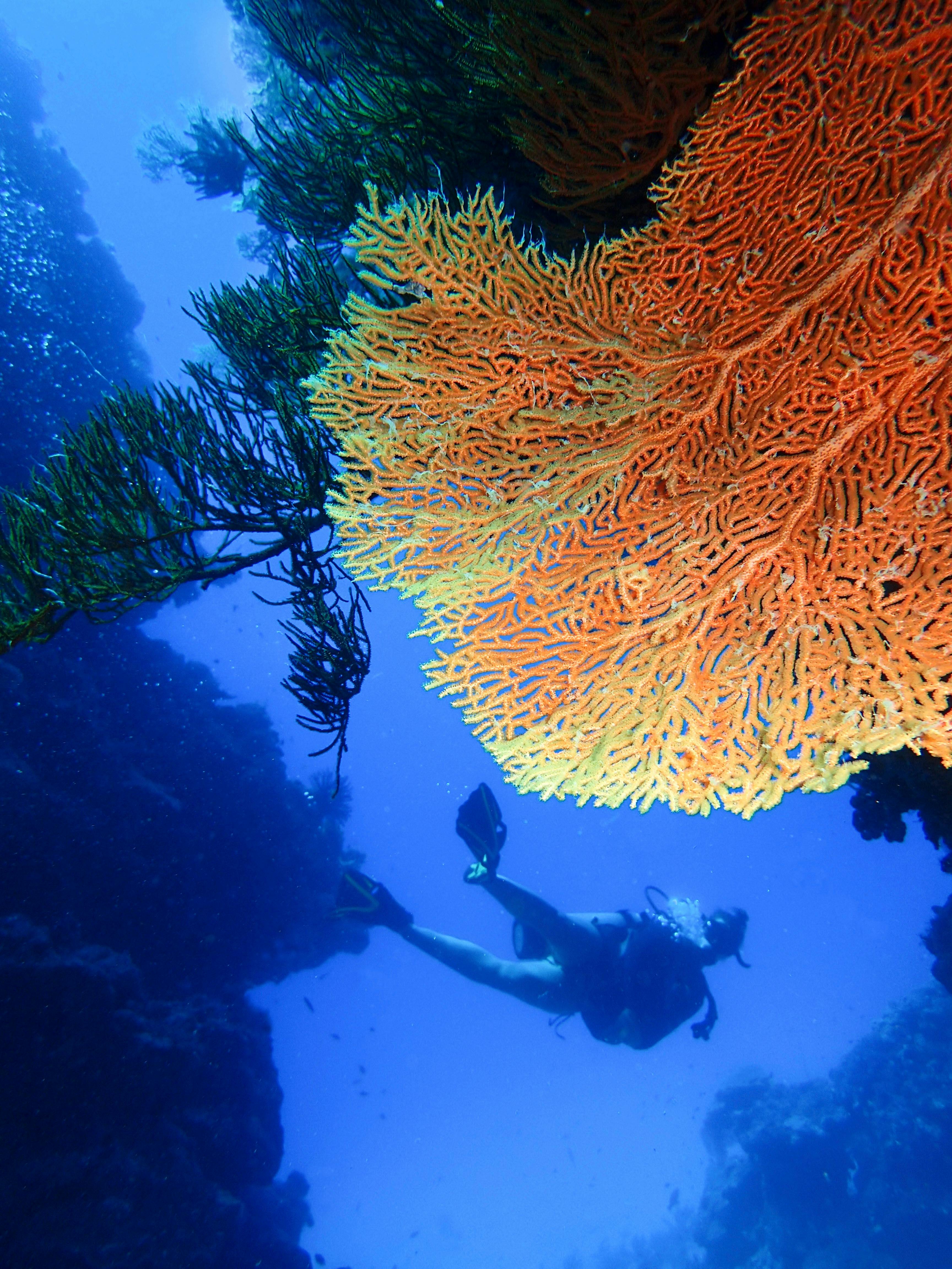 Pristine Outer Barrier Reef Dive and Snorkel locations