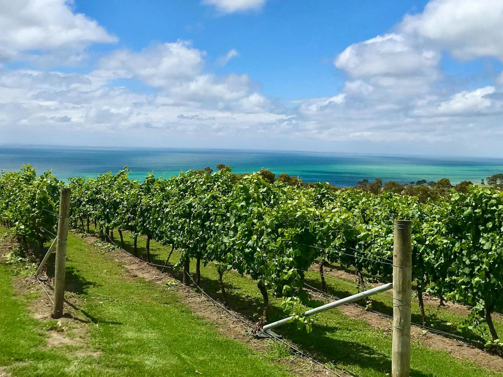 View of Corio Bay through the vineyards of Jack Rabbit Winery
