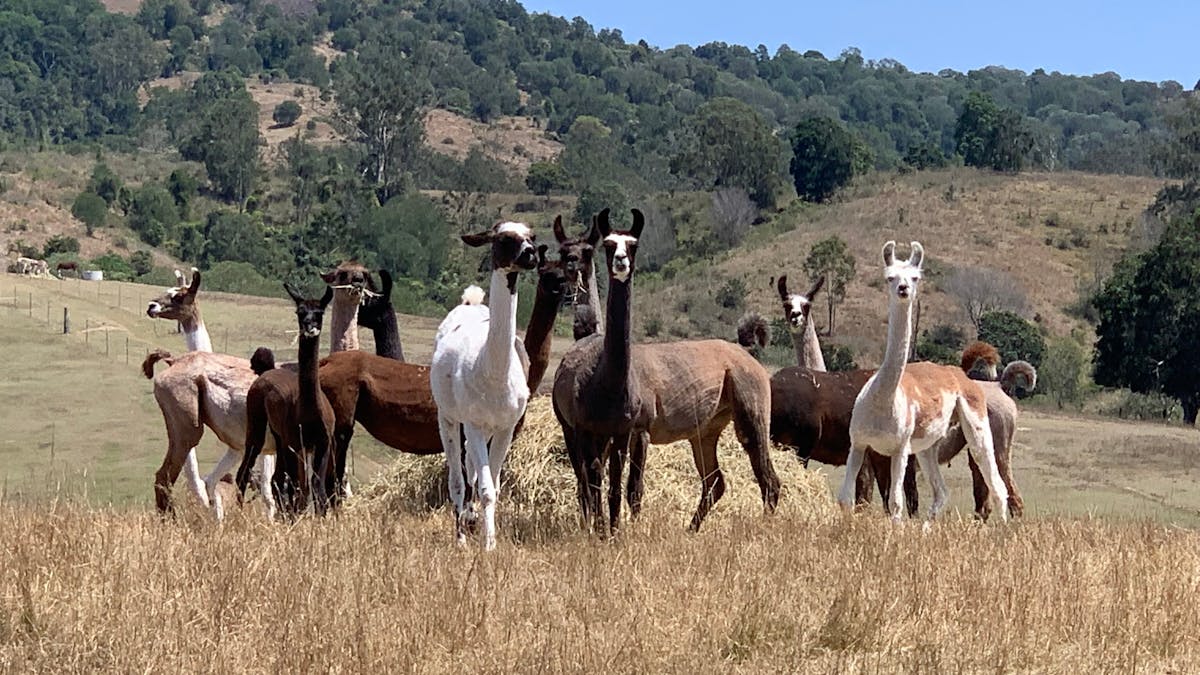 Female herd in river paddock.