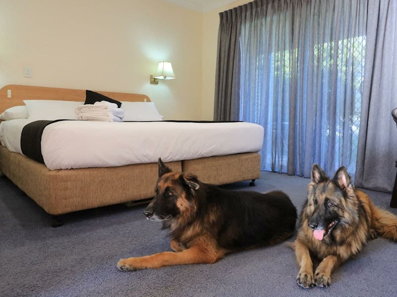 Pet Friendly
