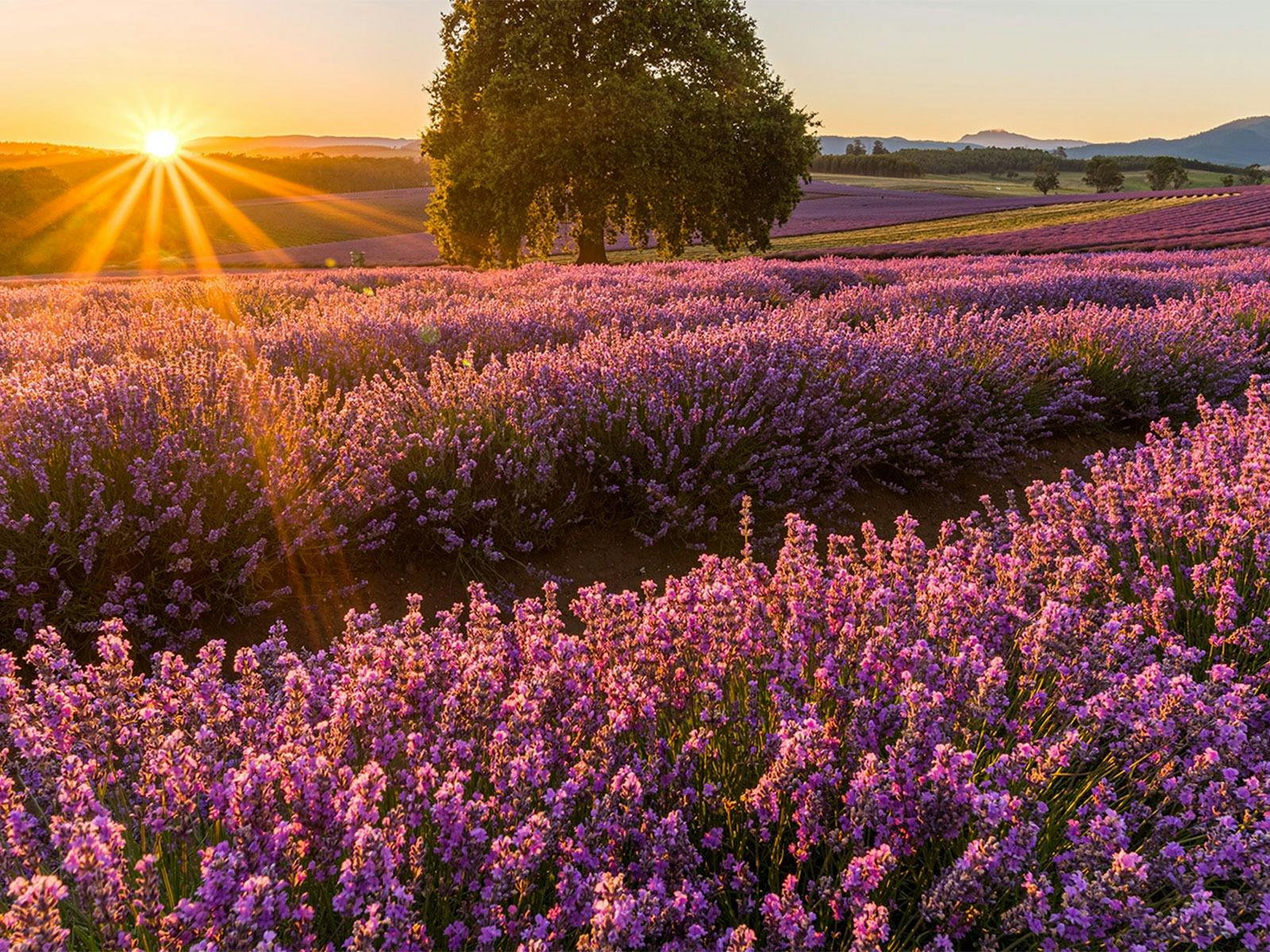 Bridestowe Lavender Estate