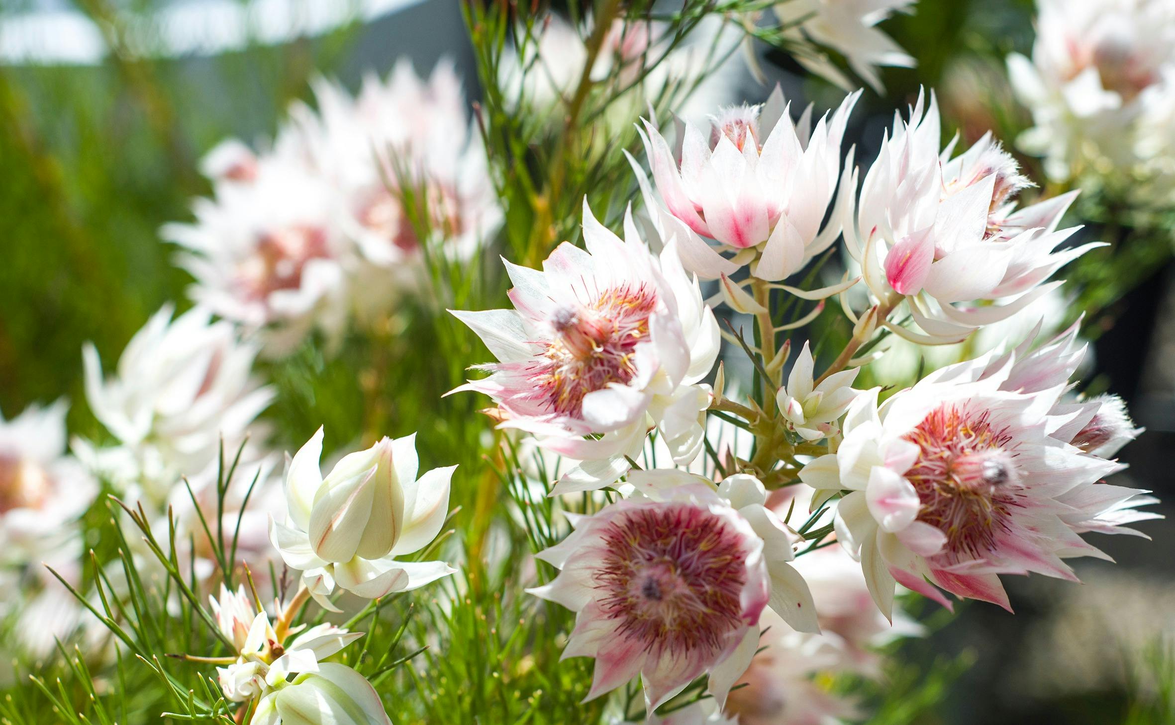 white flowering plant with pink in middle