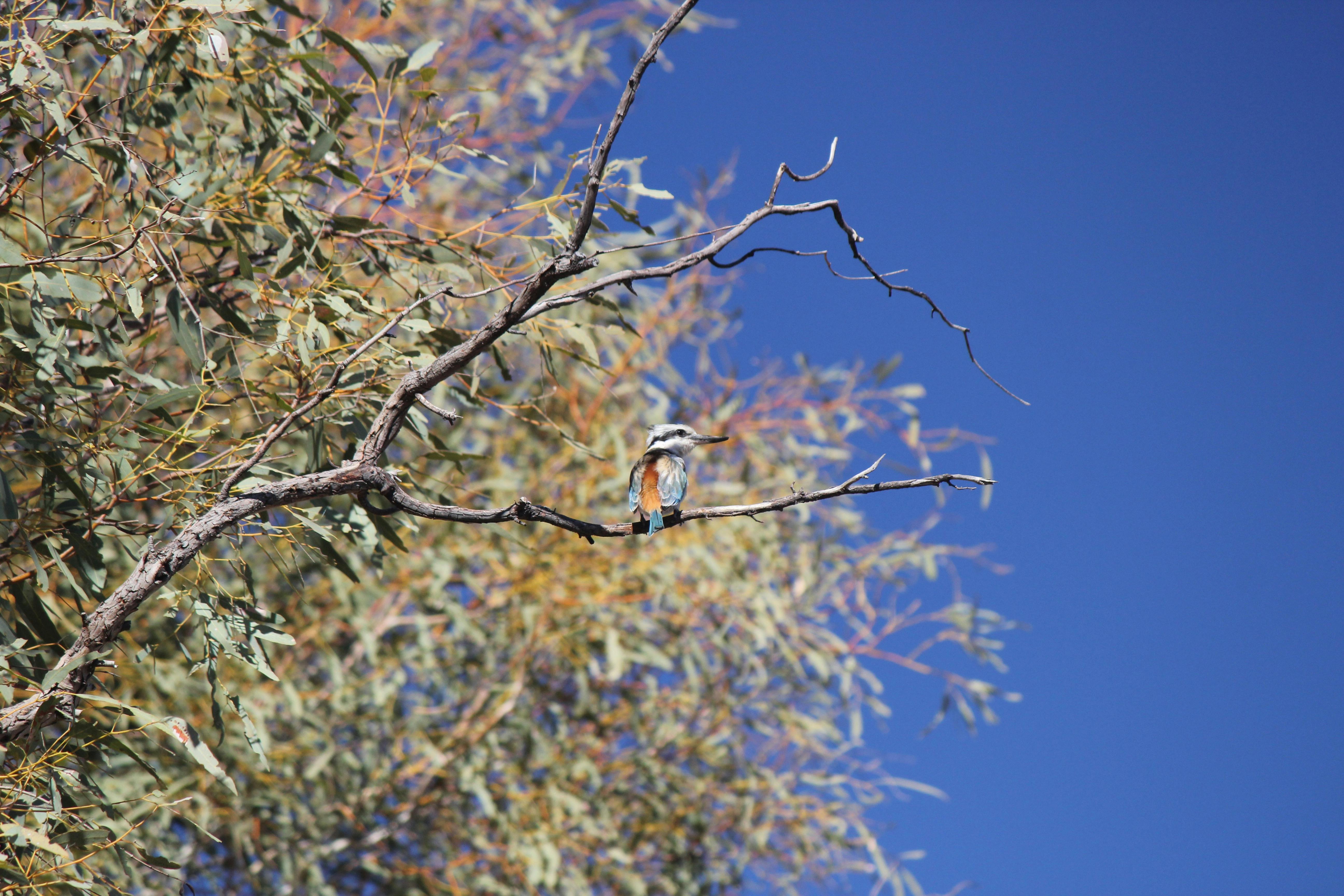 Coates Wildlife Tours, Canning Vale, Western Australia