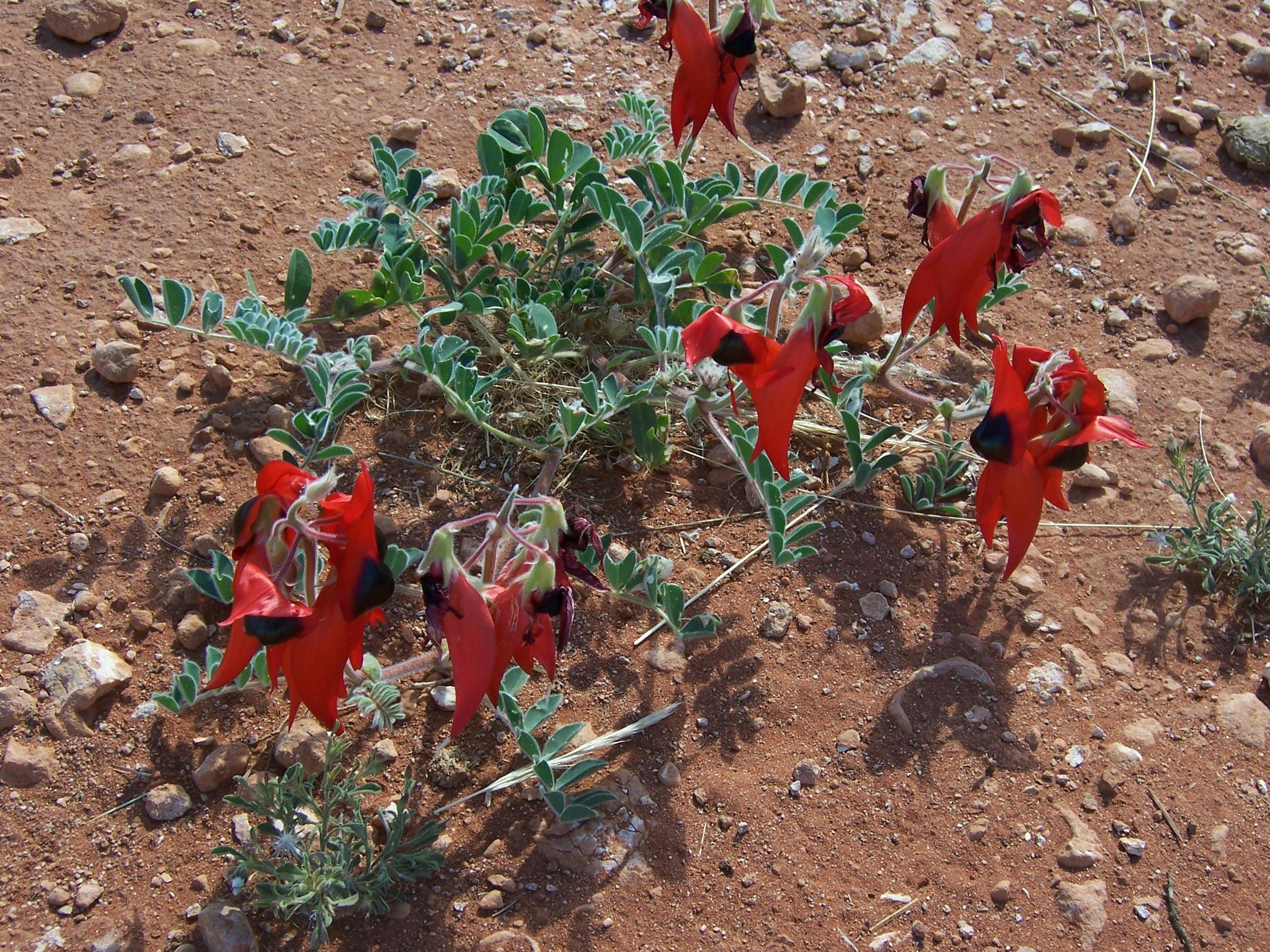 Wildflowers