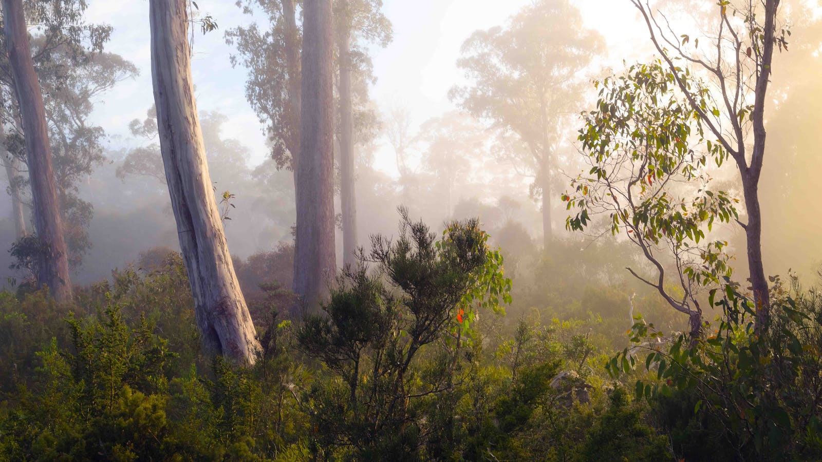 Tasmanian Landscapes