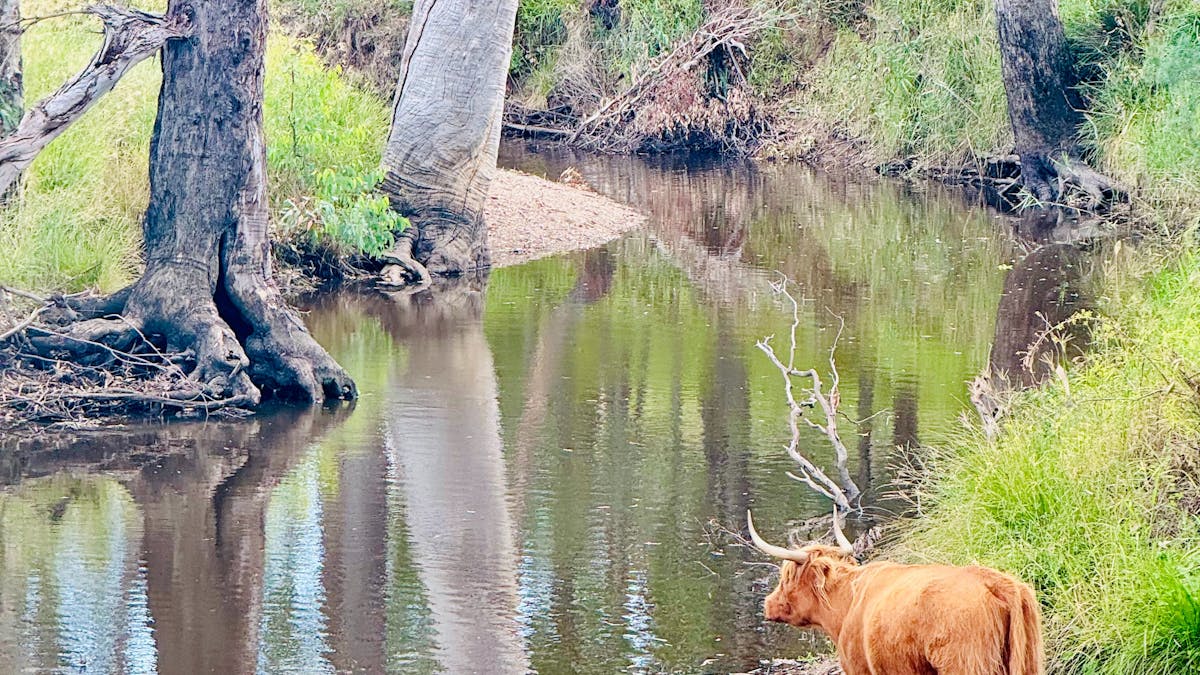 Creek & Highland Cow