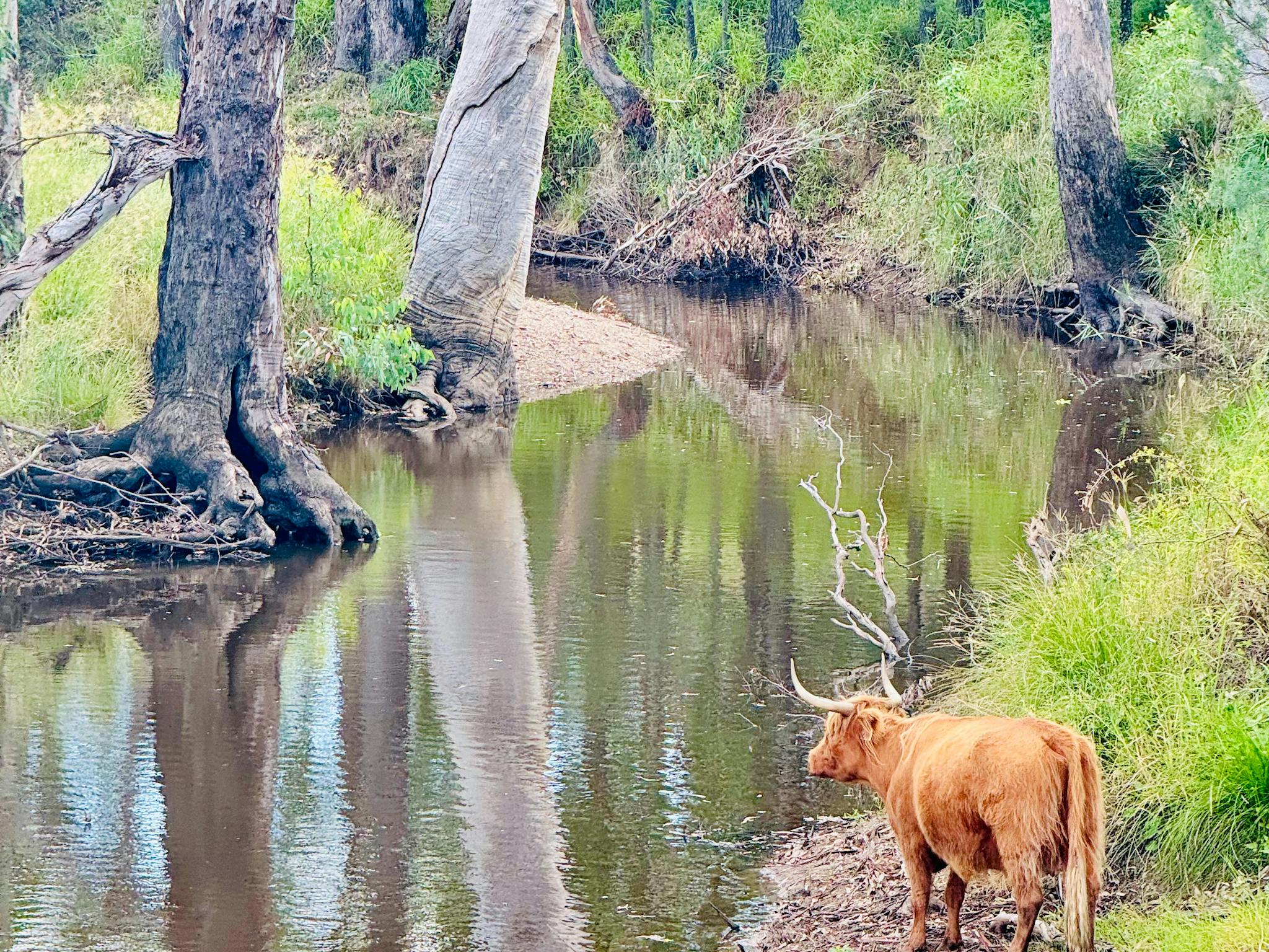 Creek & Highland Cow Creek & Highland Cow