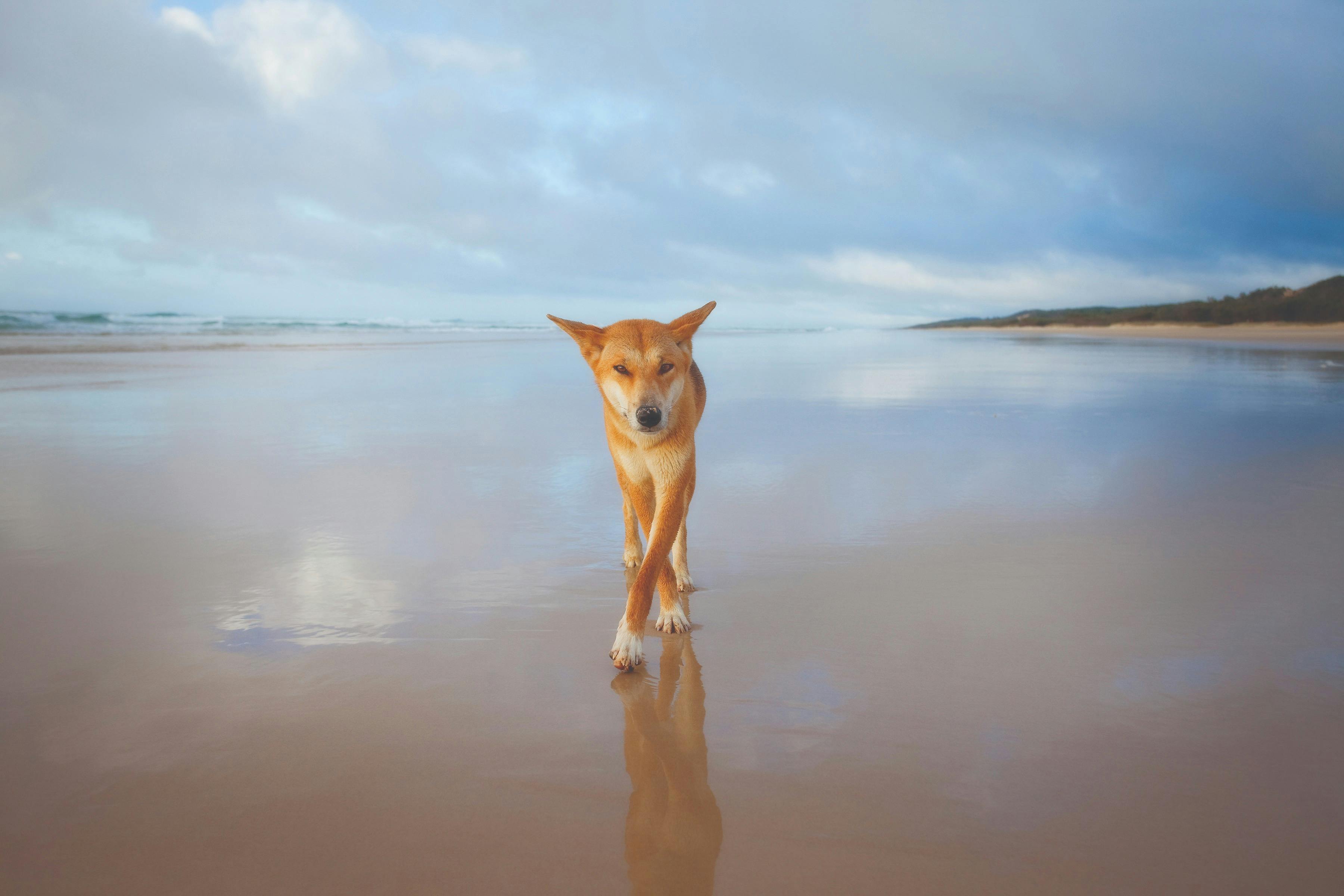 Fraser Island Dingo