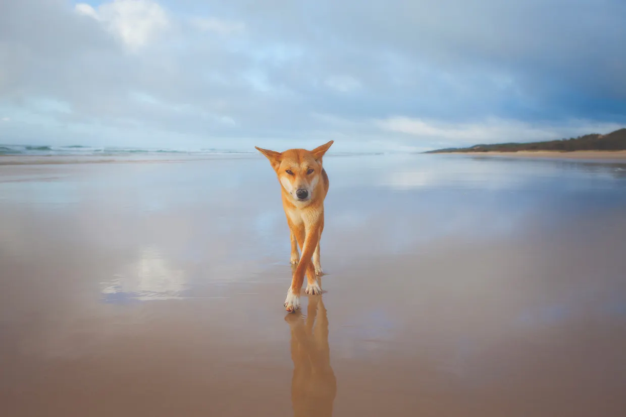 Fraser Island Adventure Tours