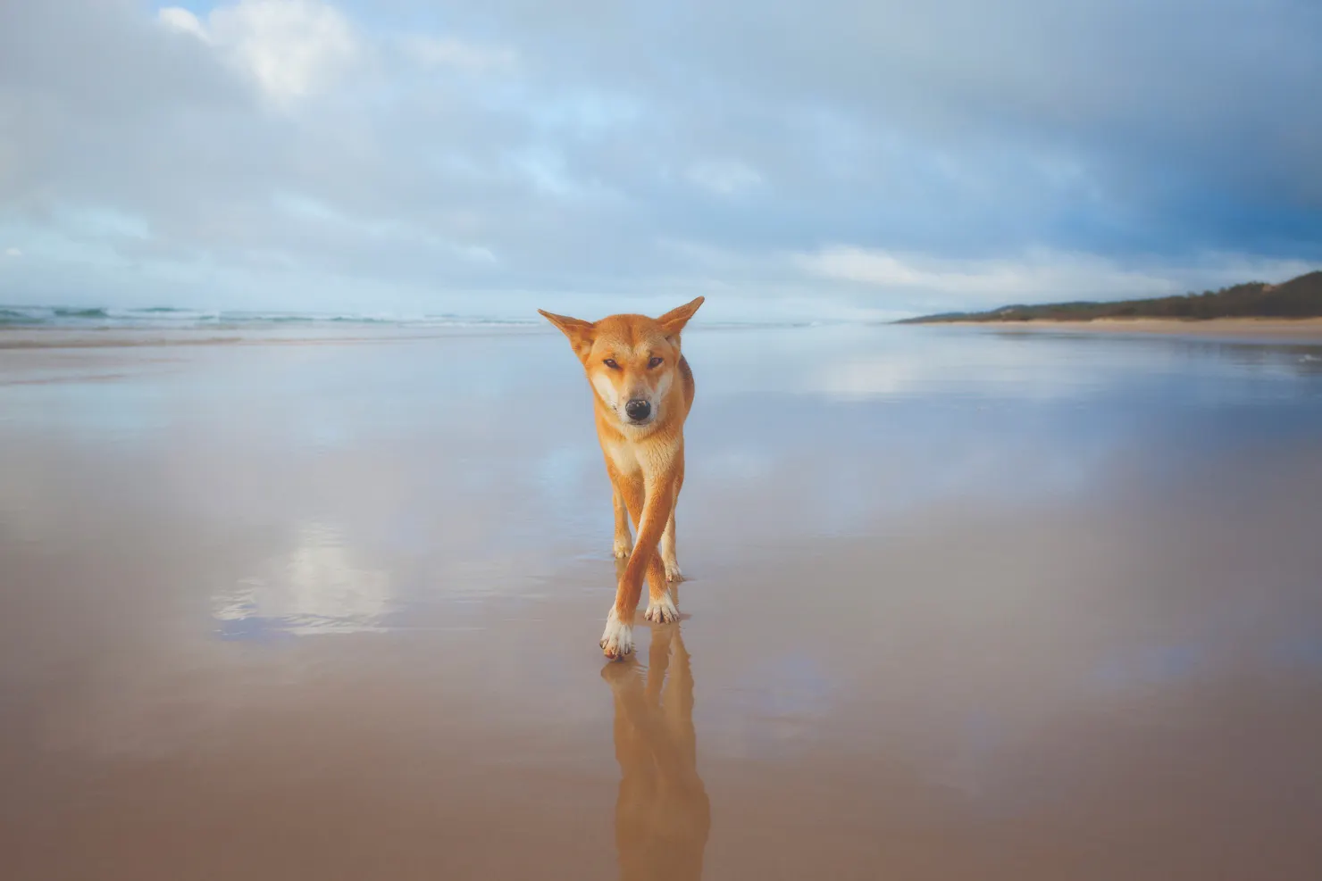 Fraser Island Dingo