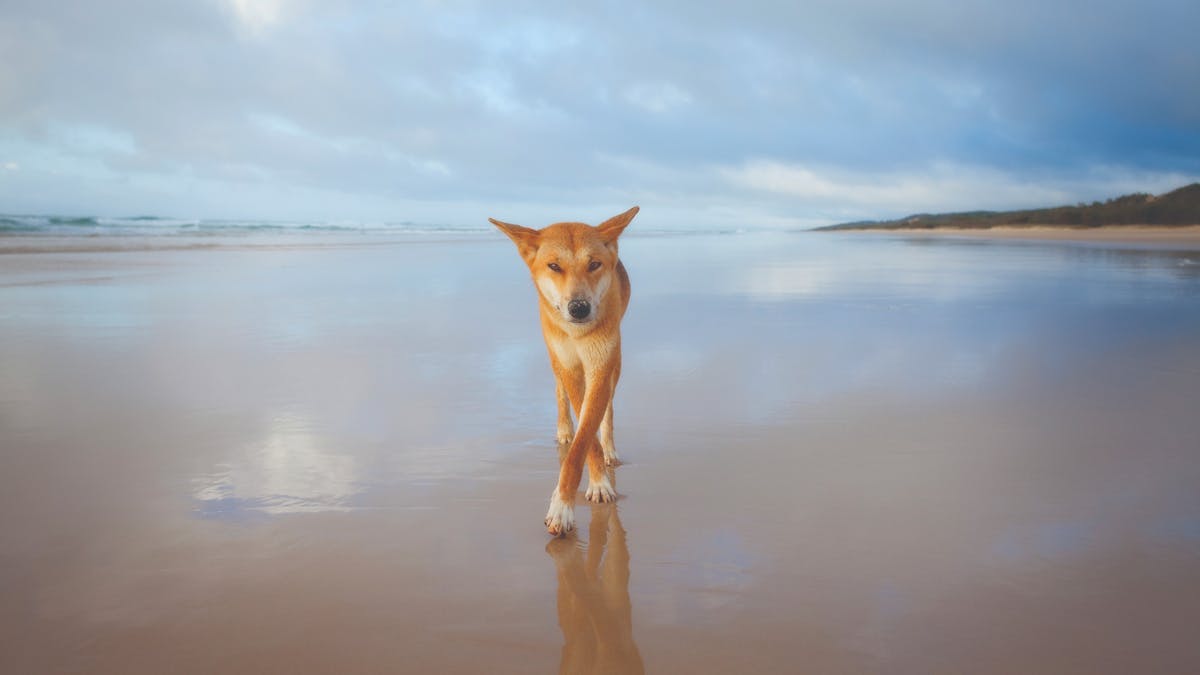 Fraser Island Dingo