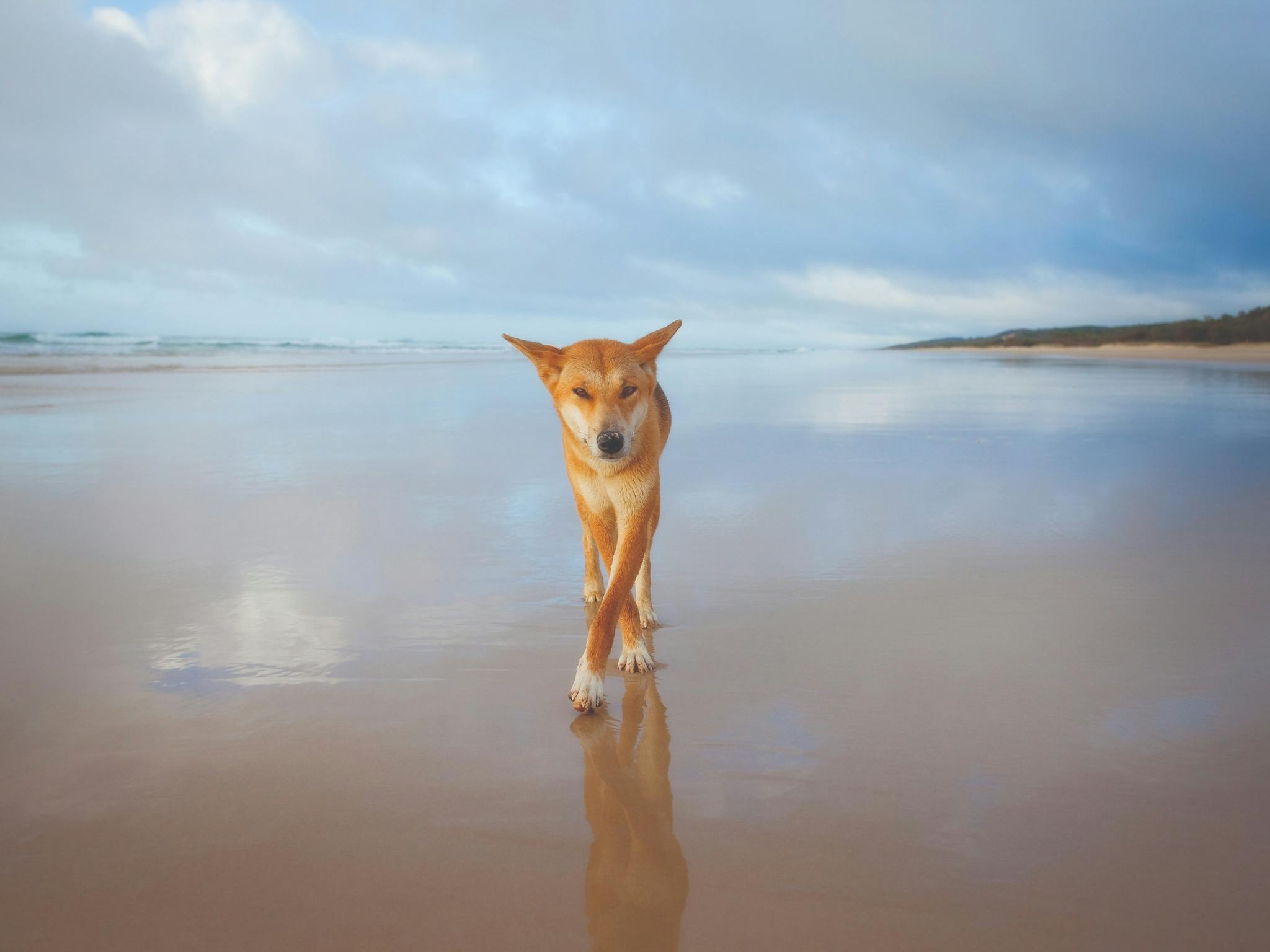 Fraser Island Dingo Fraser Island Dingo