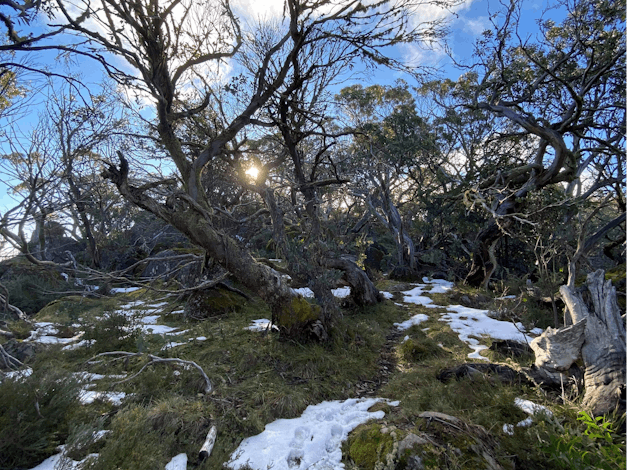 Mount Torbreck Summit Walk