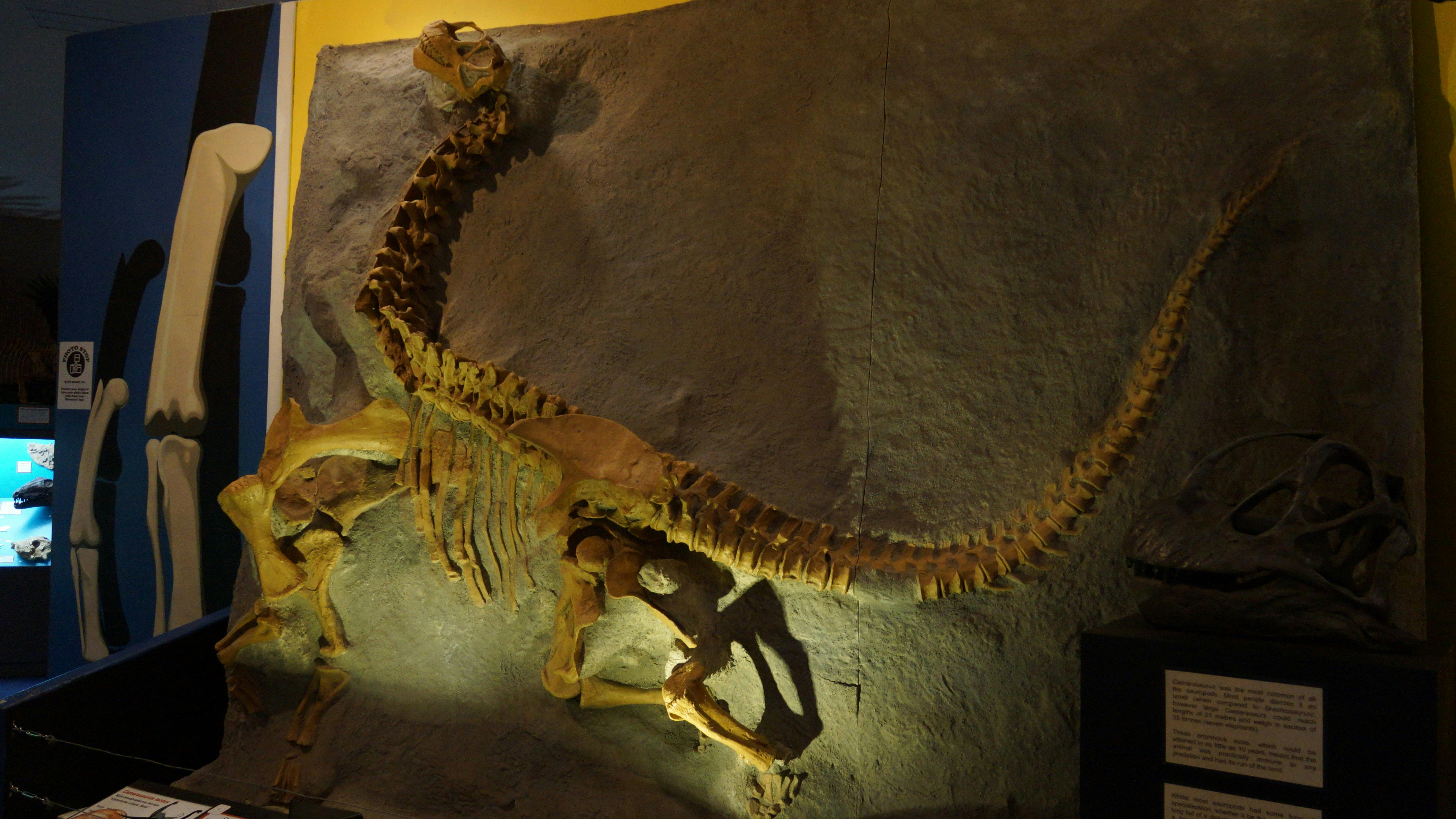 국립 공룡 박물관 캔버라