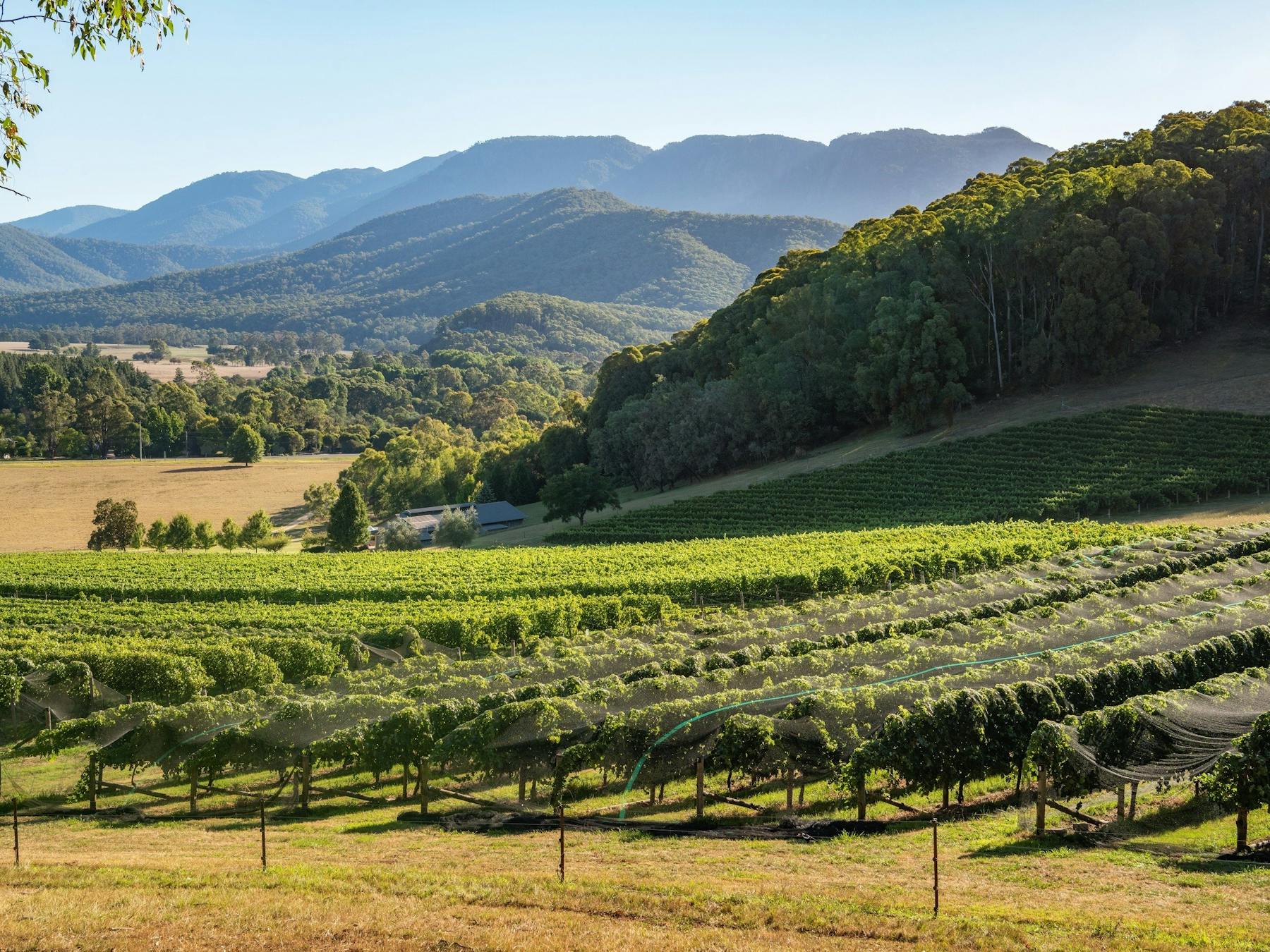 Ringer Reef Winery bright