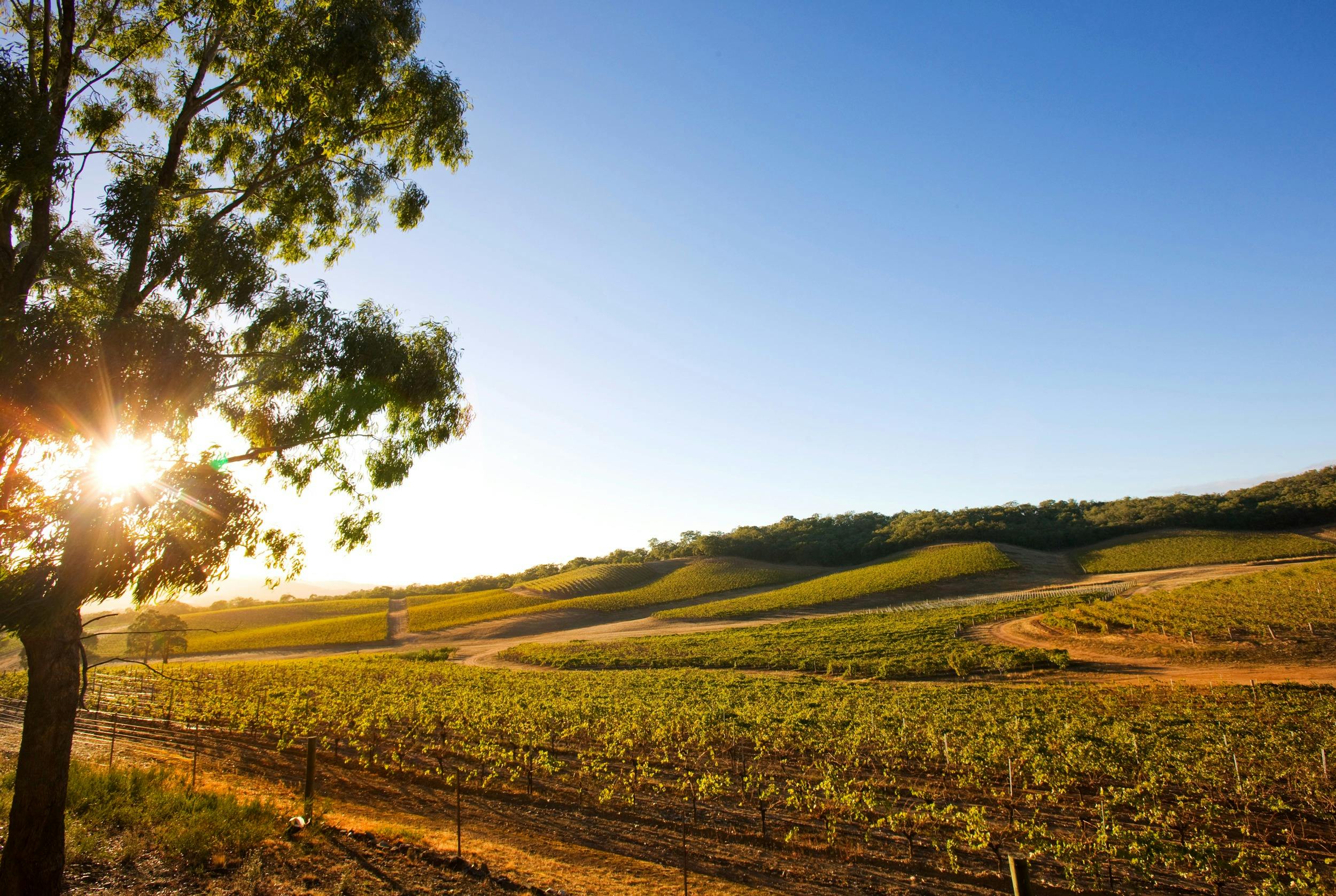 Pyrenees Spring Cellar Door Sale