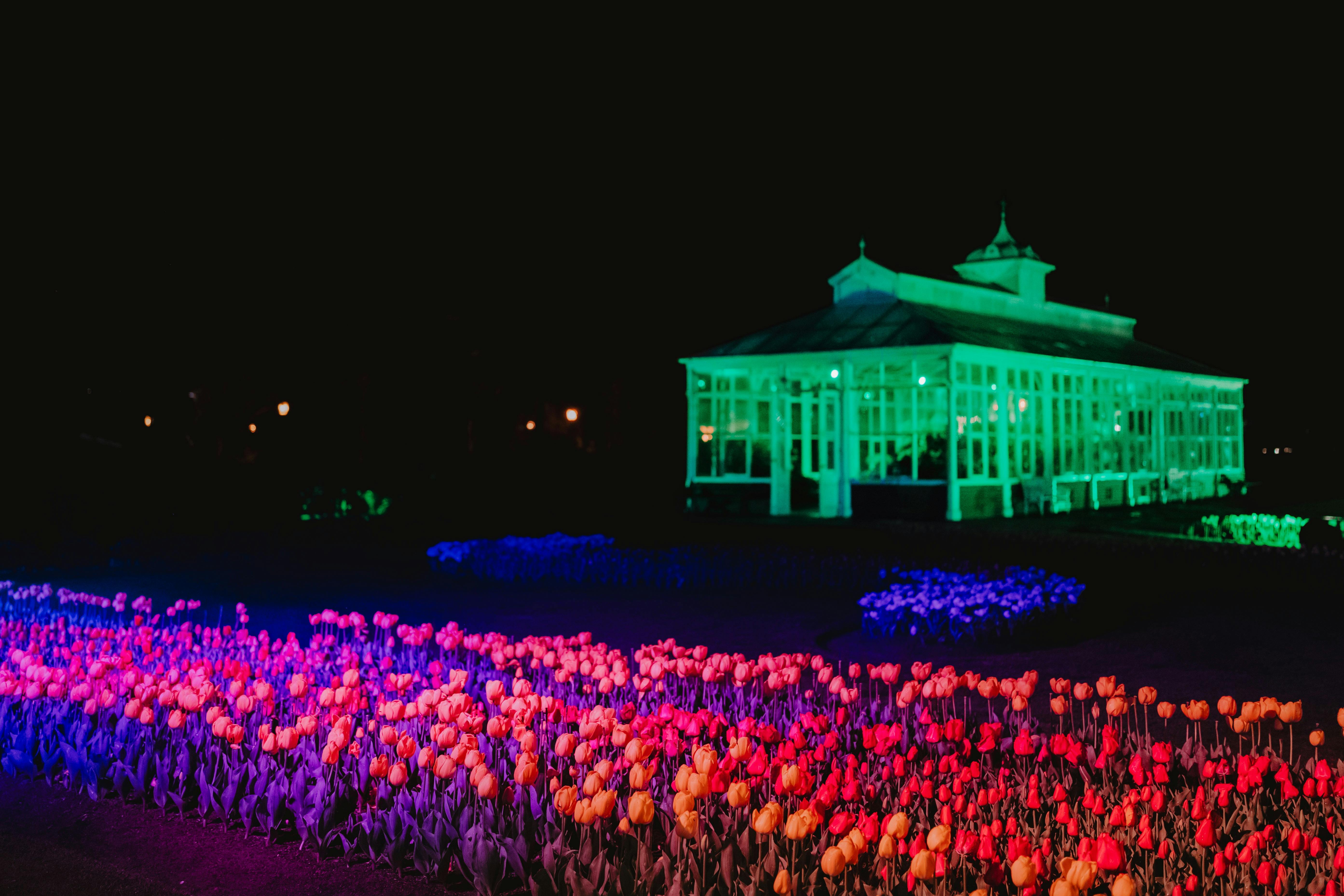 The Bendigo Conservatory Gardens at night time with garden beds of tulips illuminated with rainbow